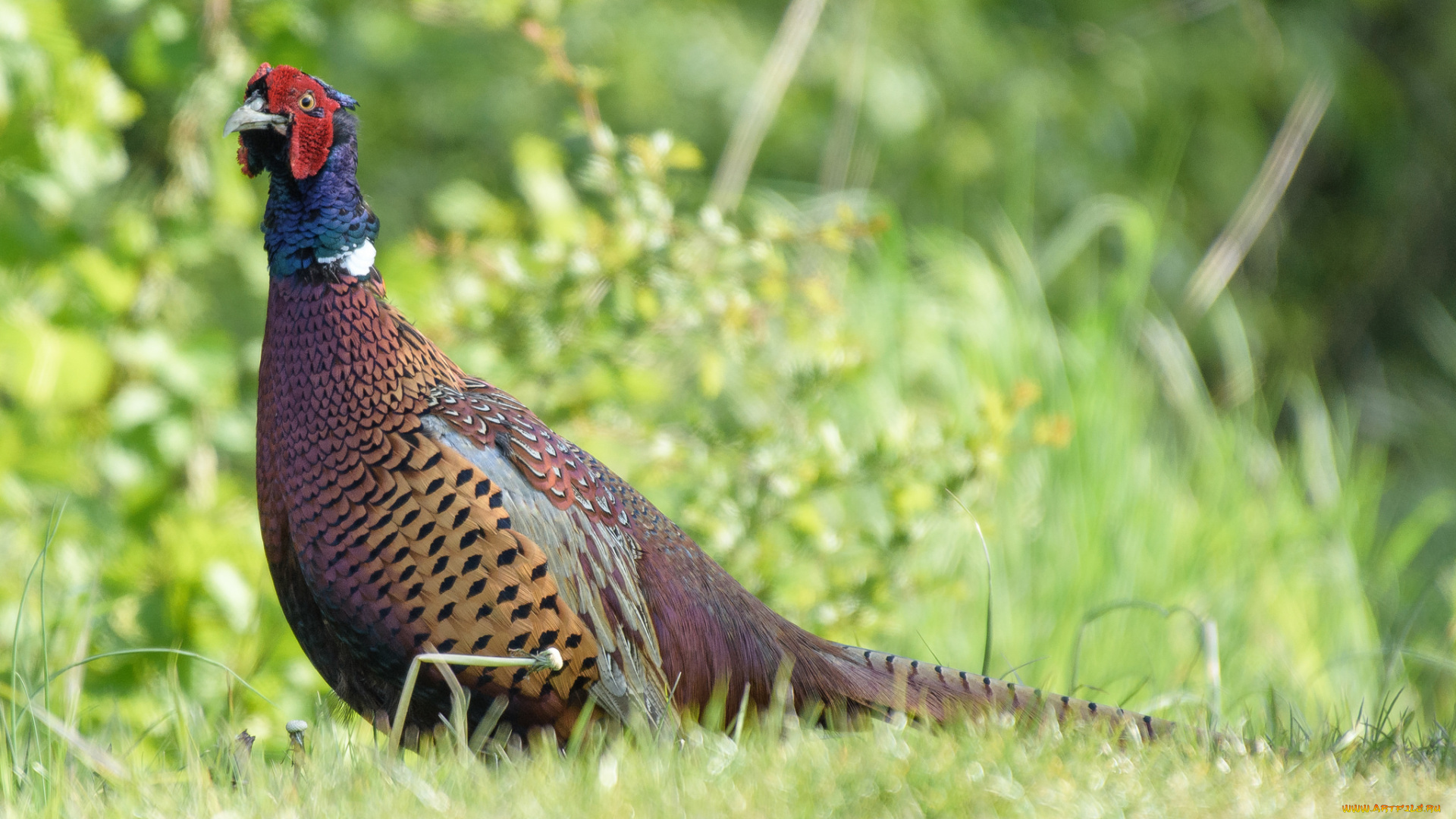 животные, птицы, окрас, перья, птица, клюв
