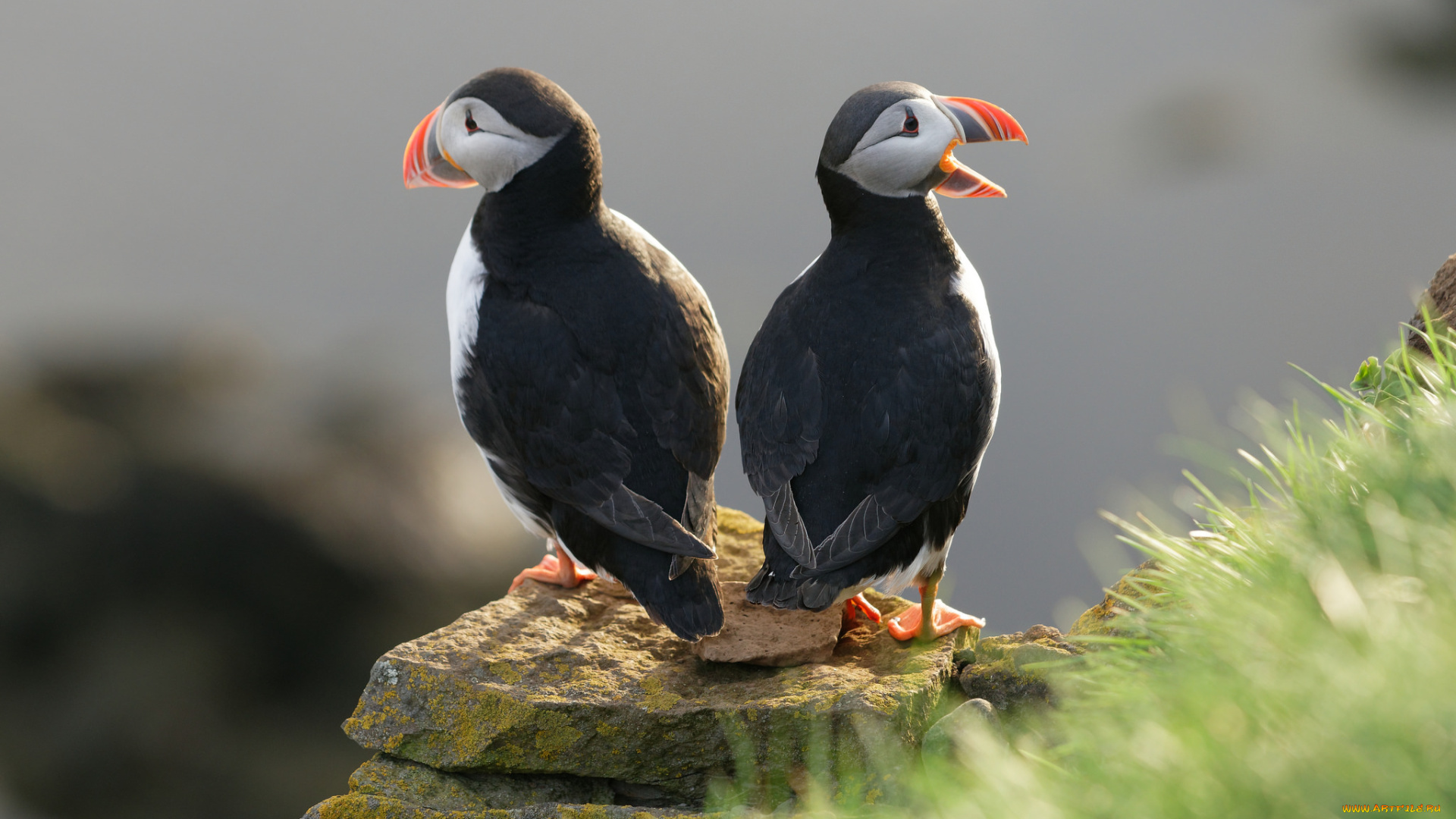 животные, тупики, птица, тупик, забавные, камень, пара