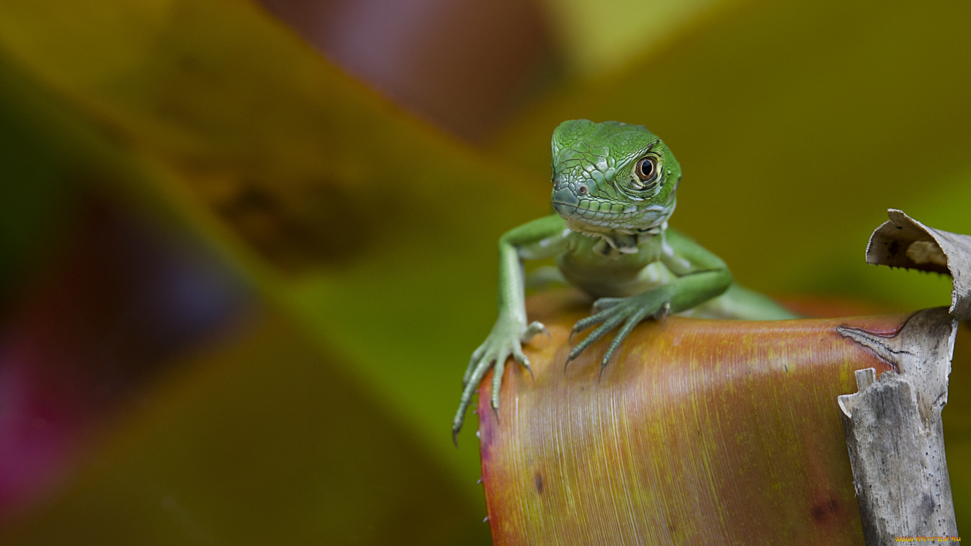 животные, Ящерицы, , игуаны, , вараны, фон, макро, ящерица, лист