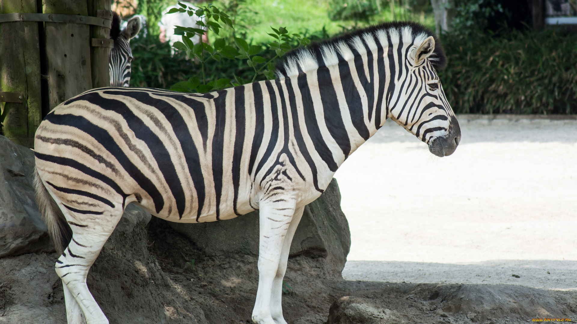 животные, зебры, черно-белый, животное, полоски, зебра