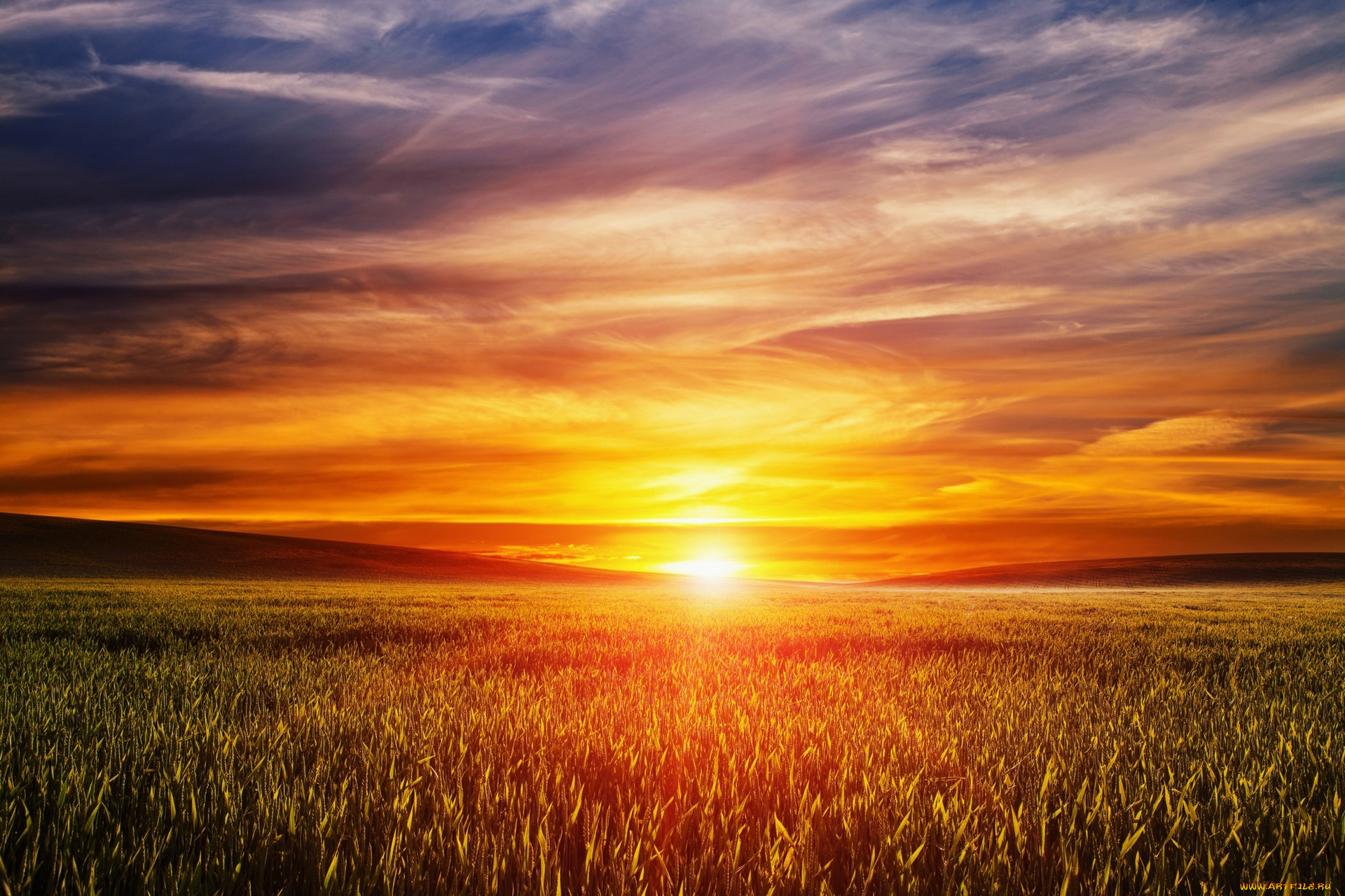 природа, восходы, закаты, растения, поле