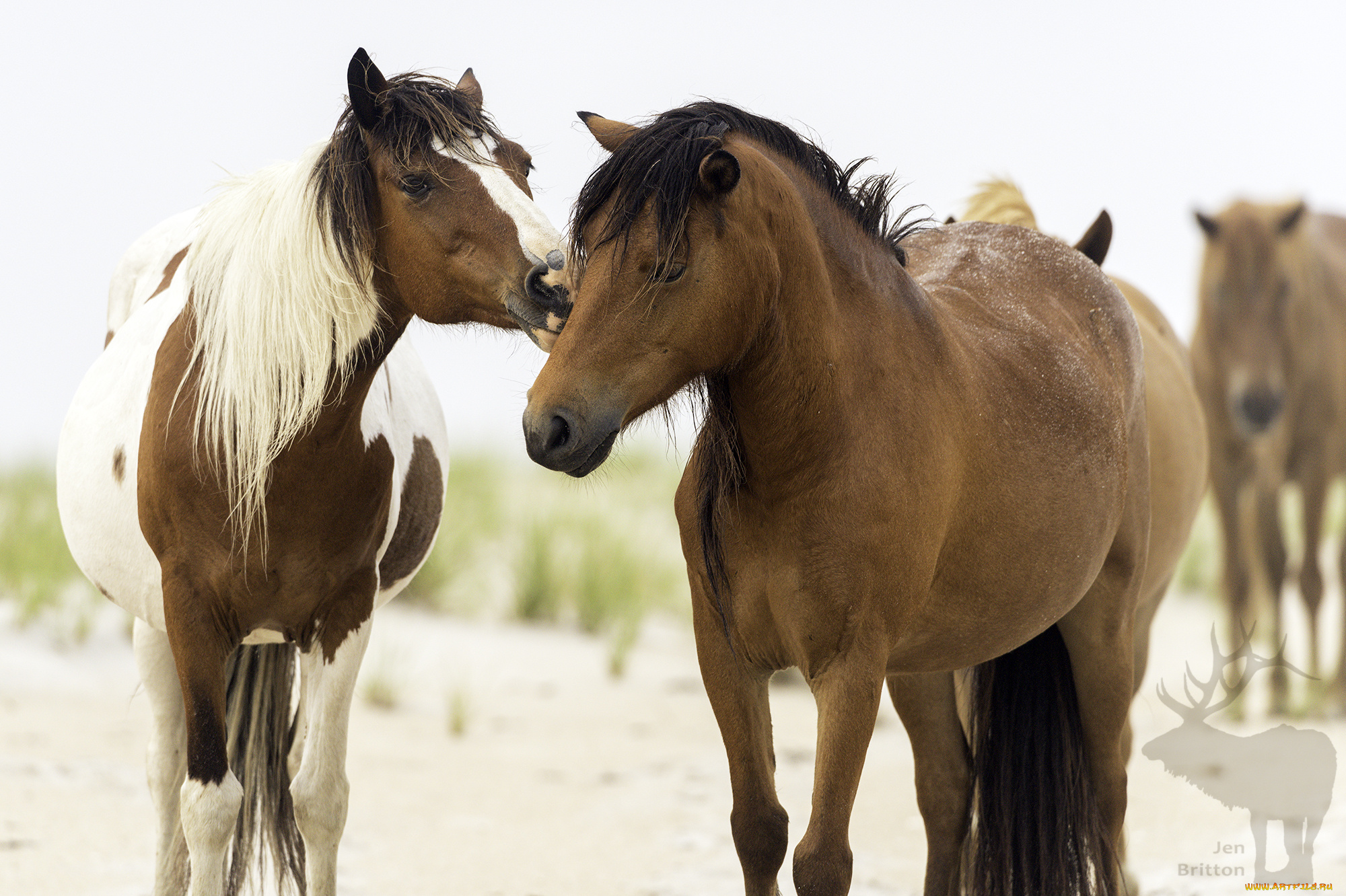 животные, лошади, лошадь, окрас, грива, большая