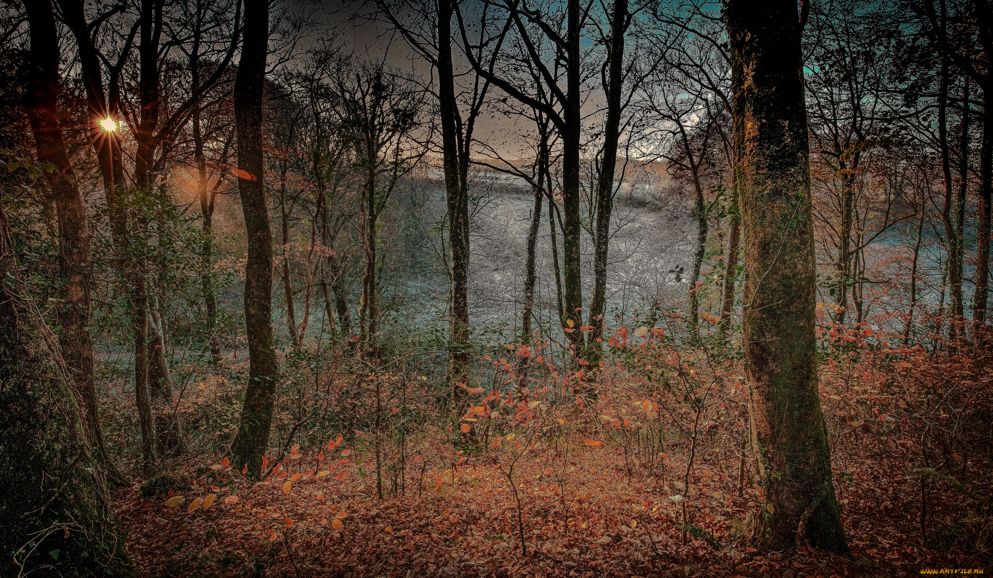 природа, лес, деревья