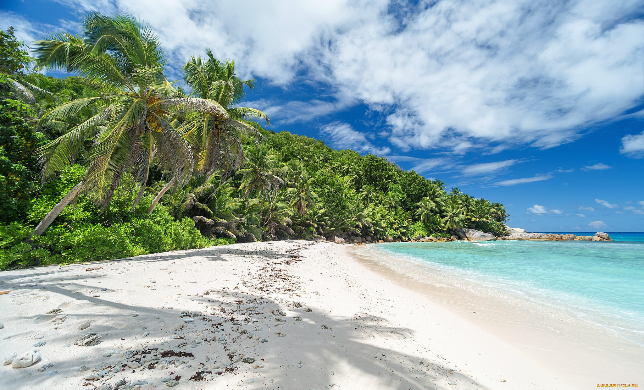 природа, тропики, курорт