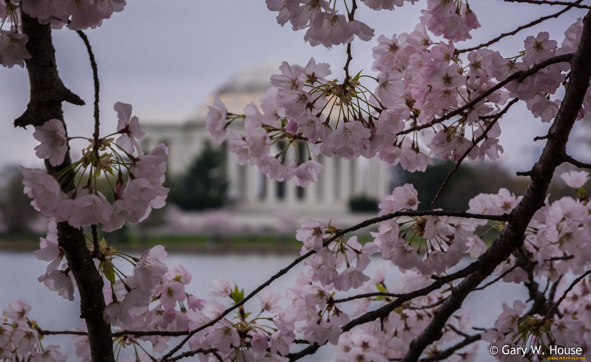 цветы, сакура, , вишня