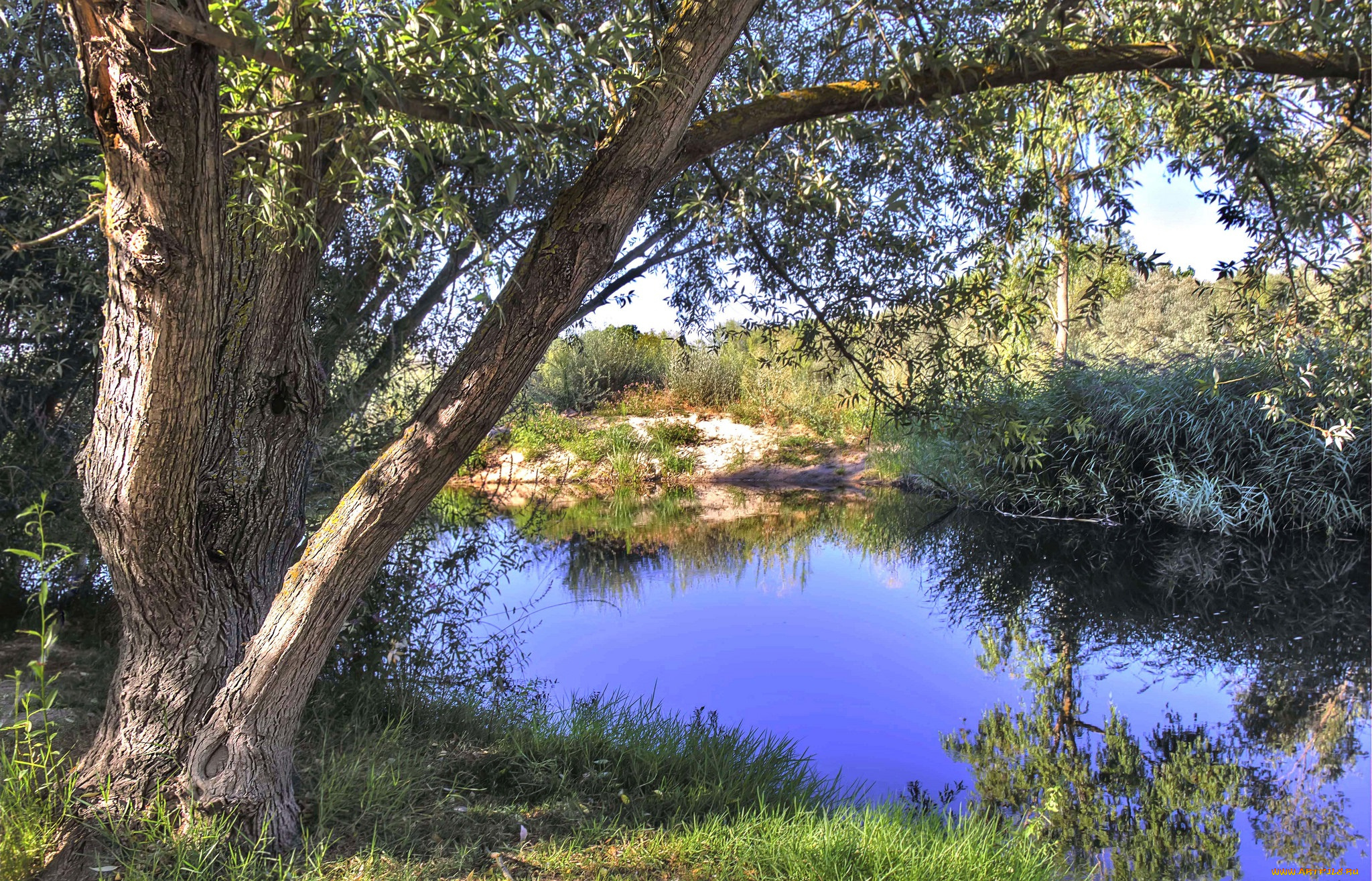 природа, реки, озера, река, лес