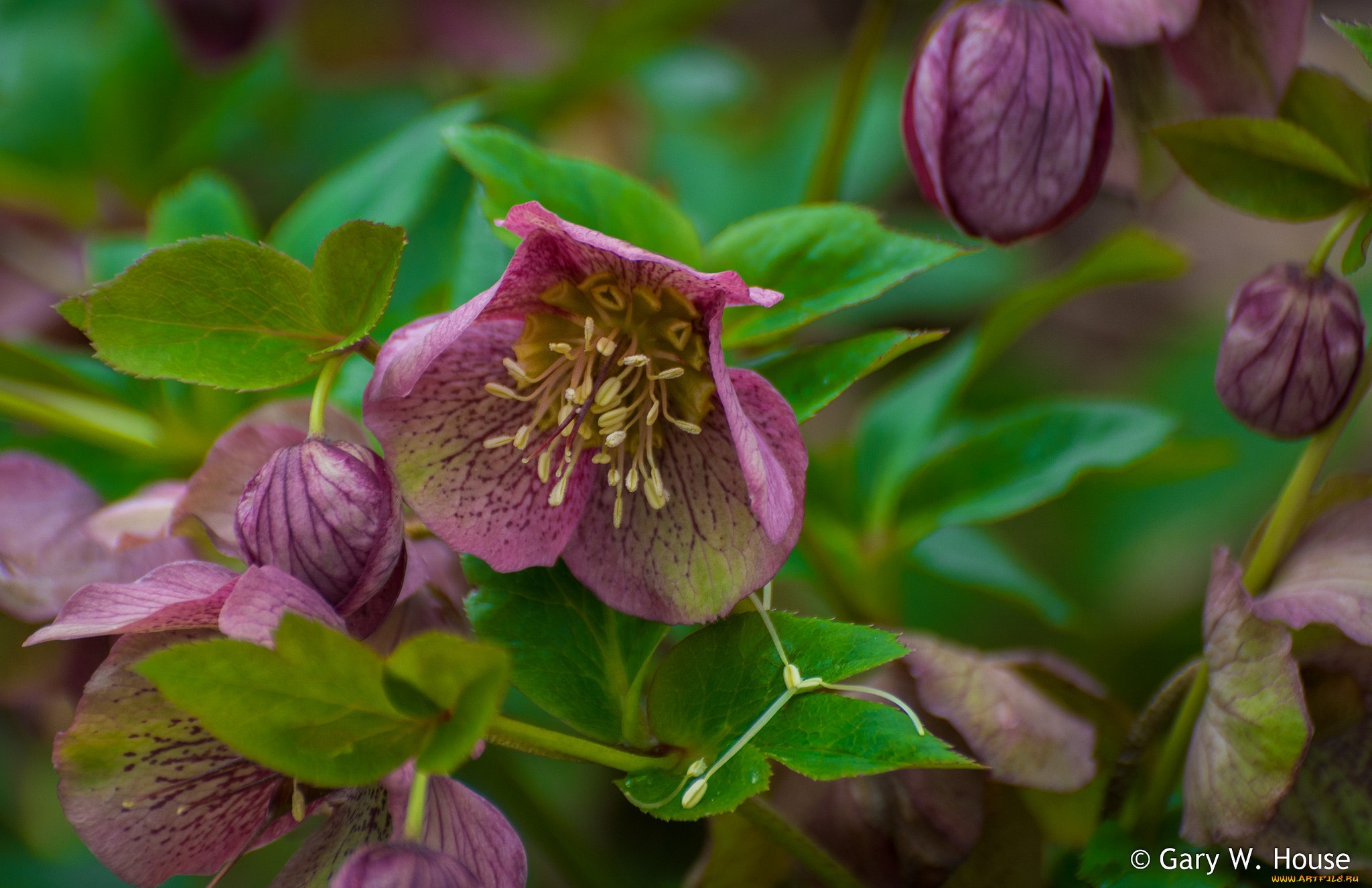 цветы, геллеборус, , морозник