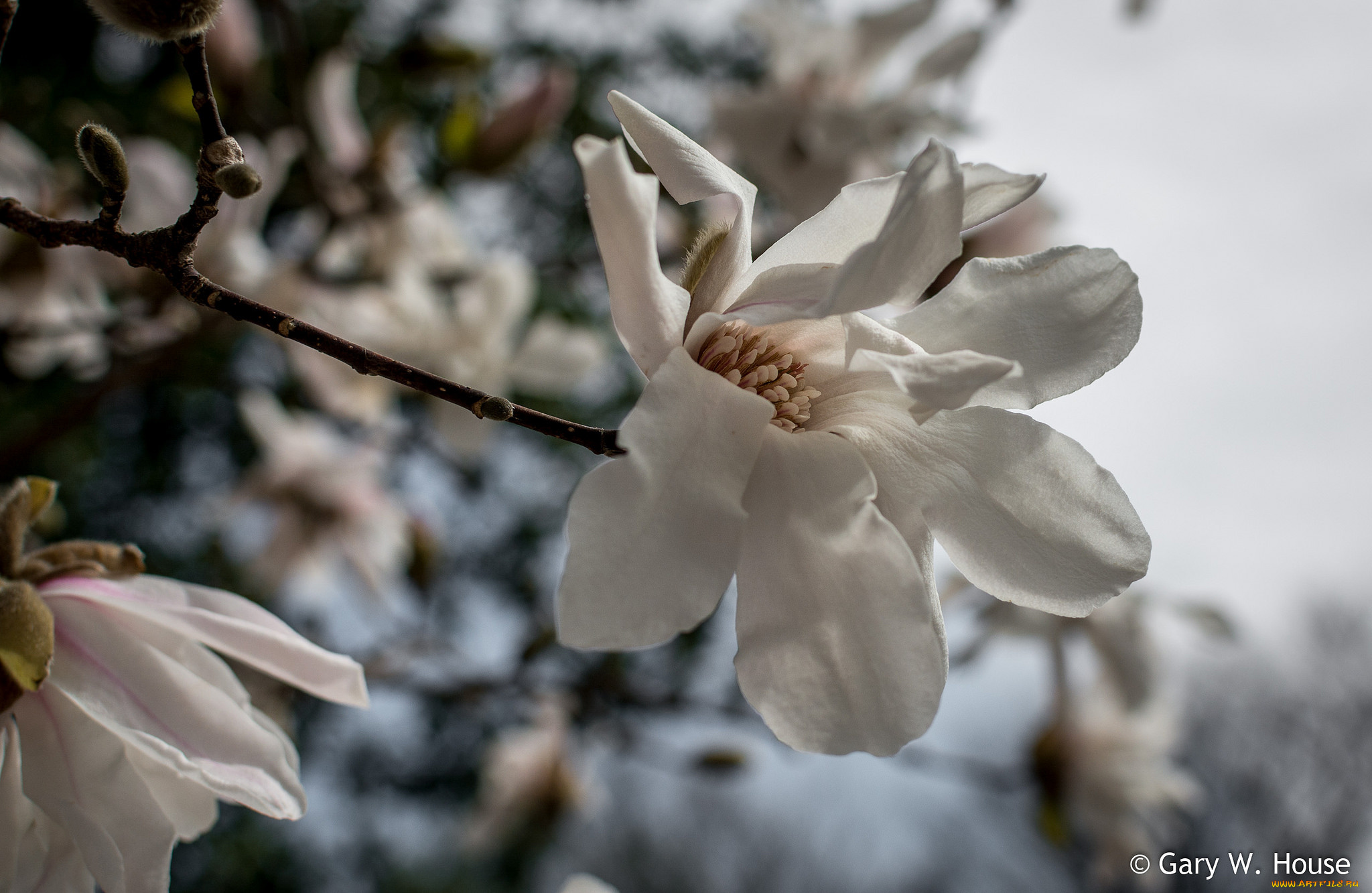 цветы, магнолии