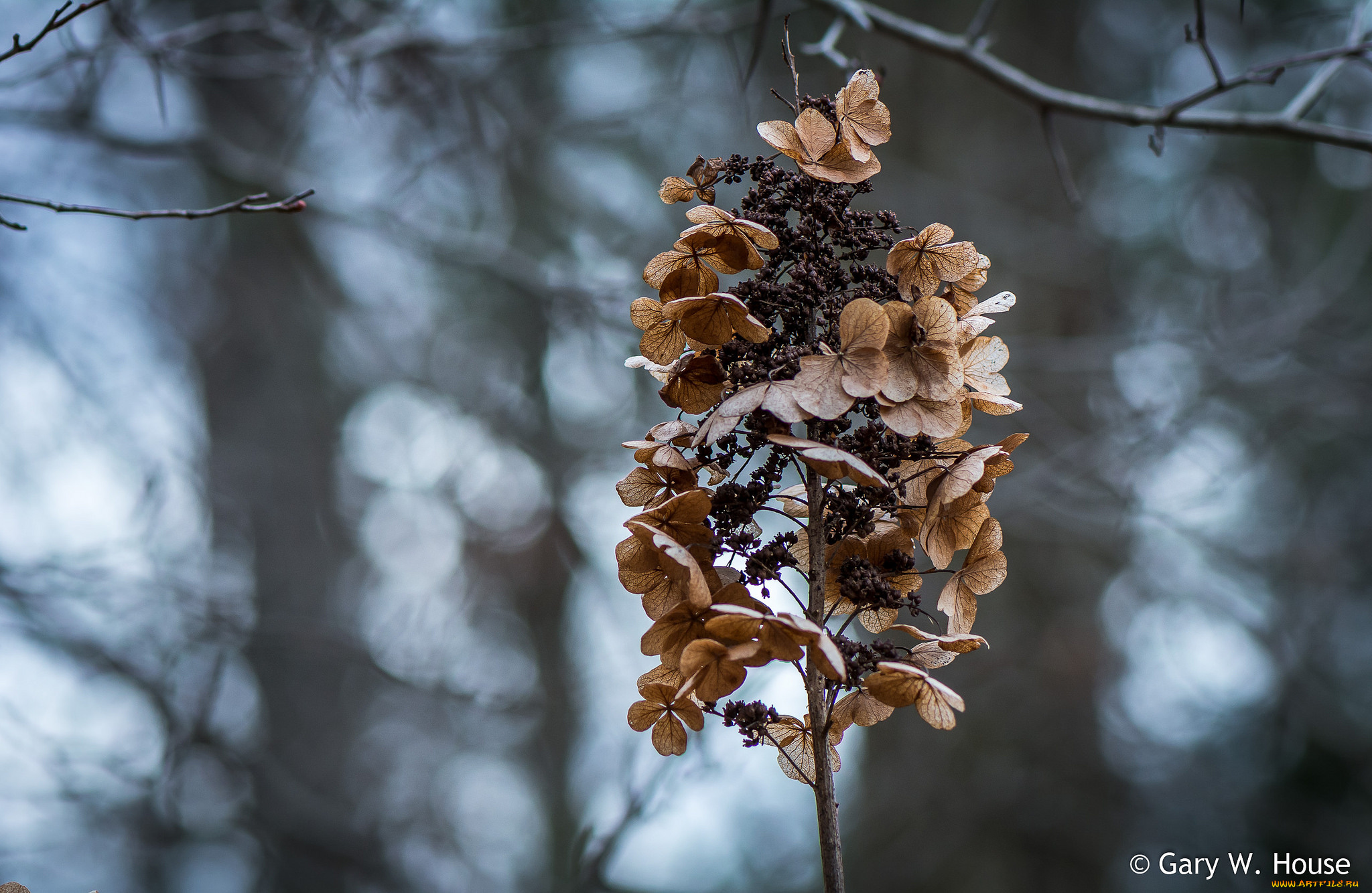 природа, макро