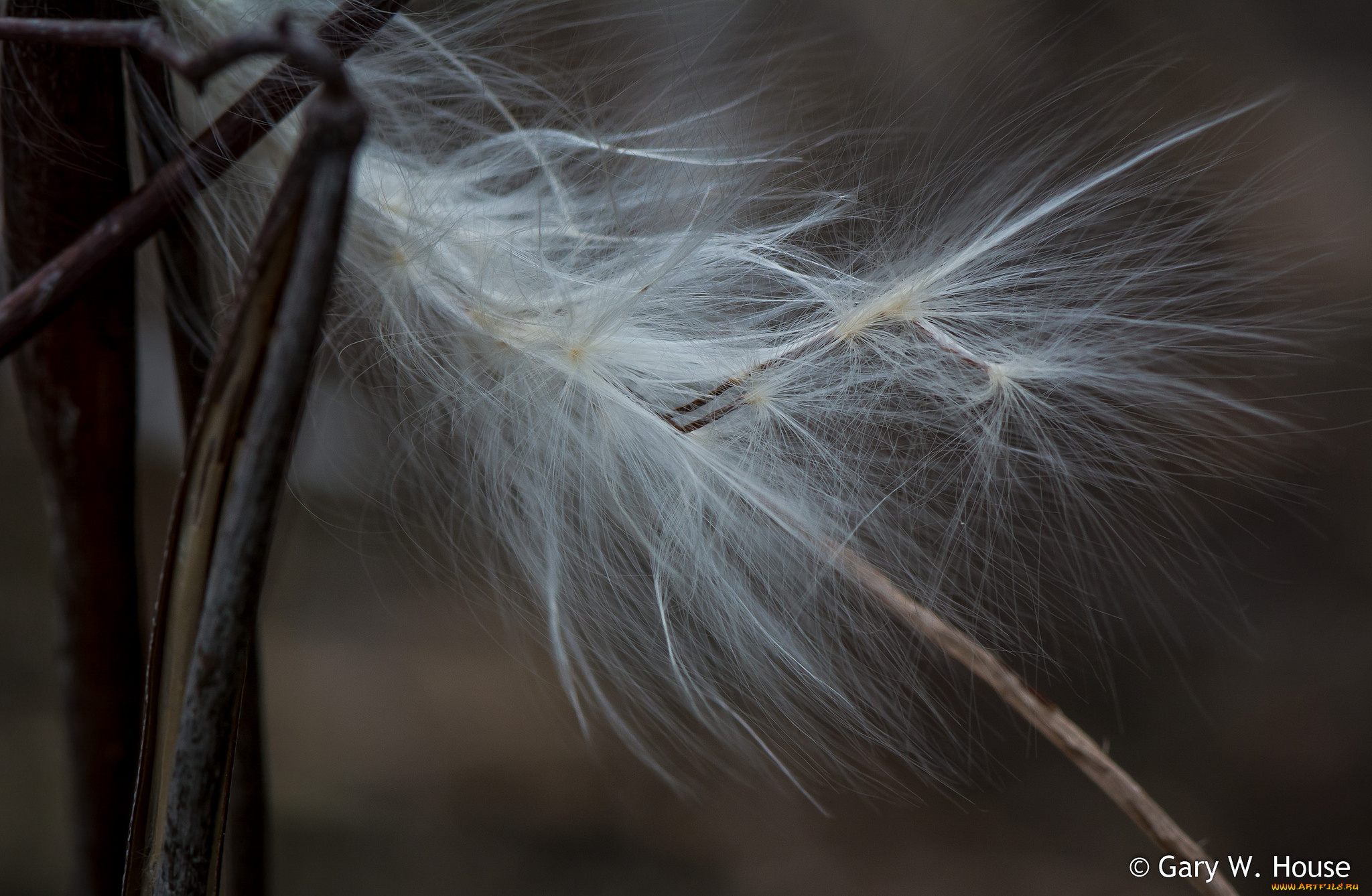 природа, макро