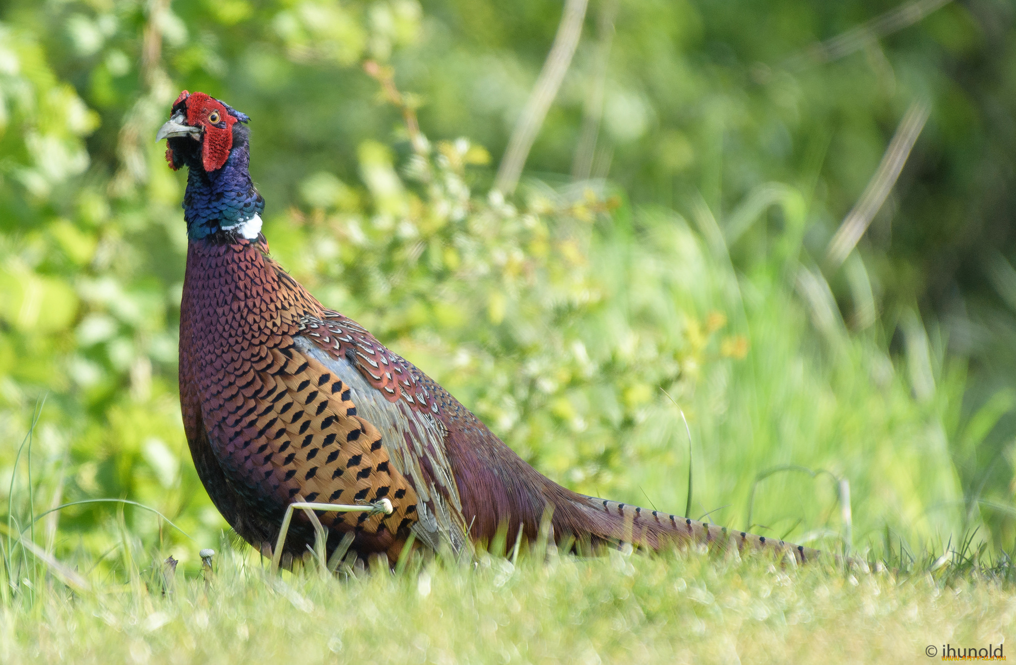 животные, птицы, окрас, перья, птица, клюв