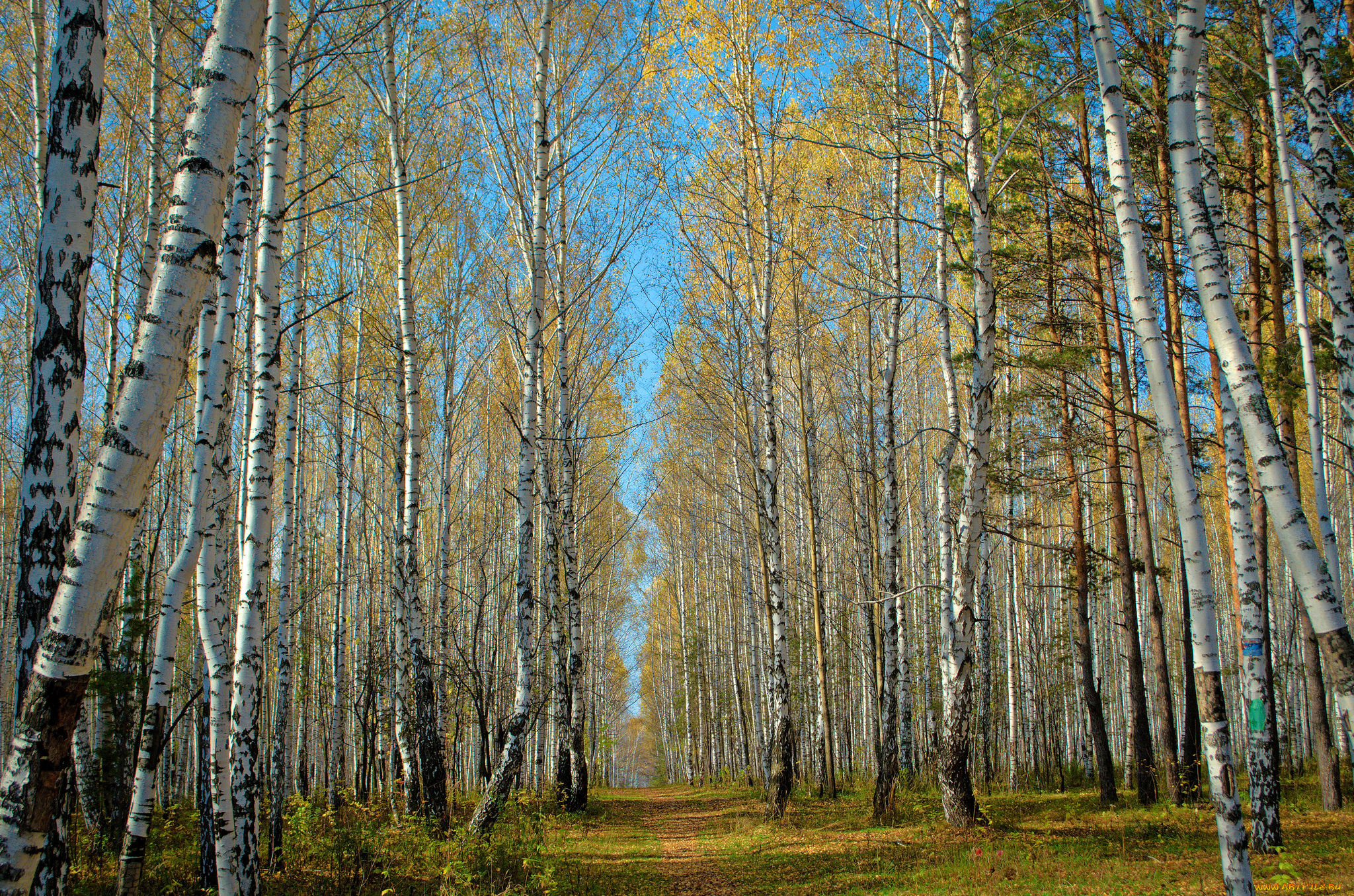 природа, лес, деревья