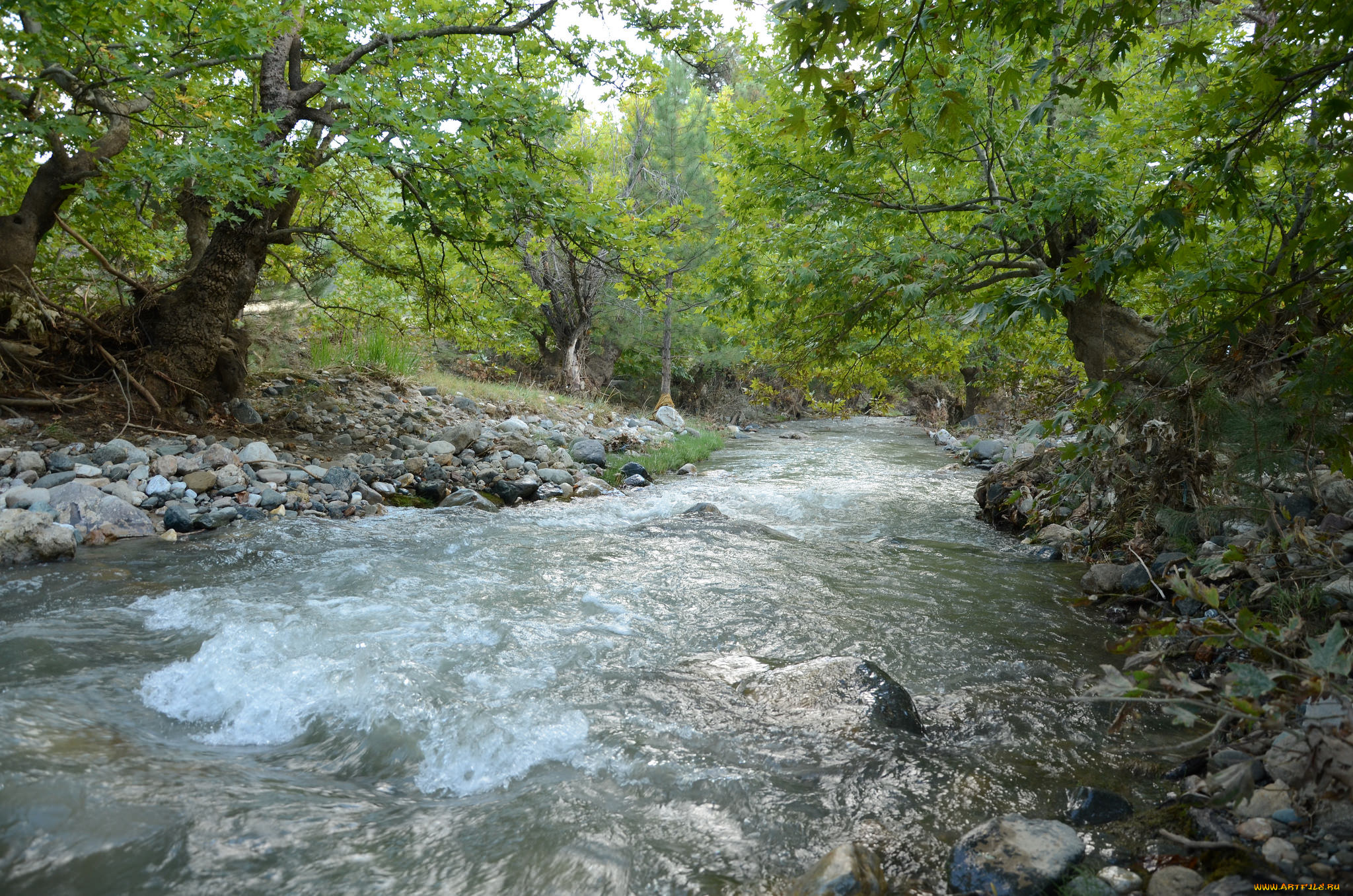 природа, реки, озера, река, лес