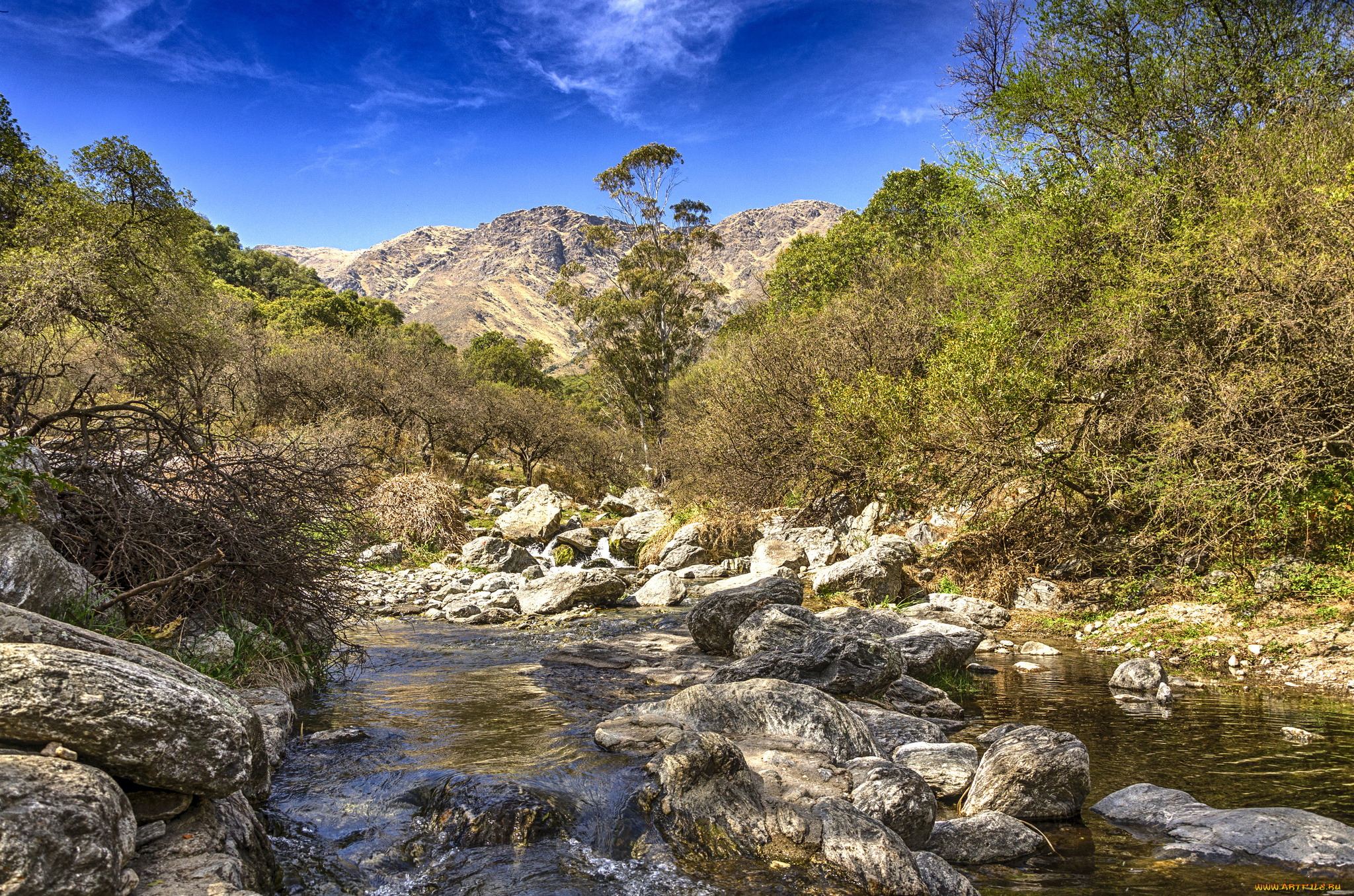 природа, реки, озера, река, лес