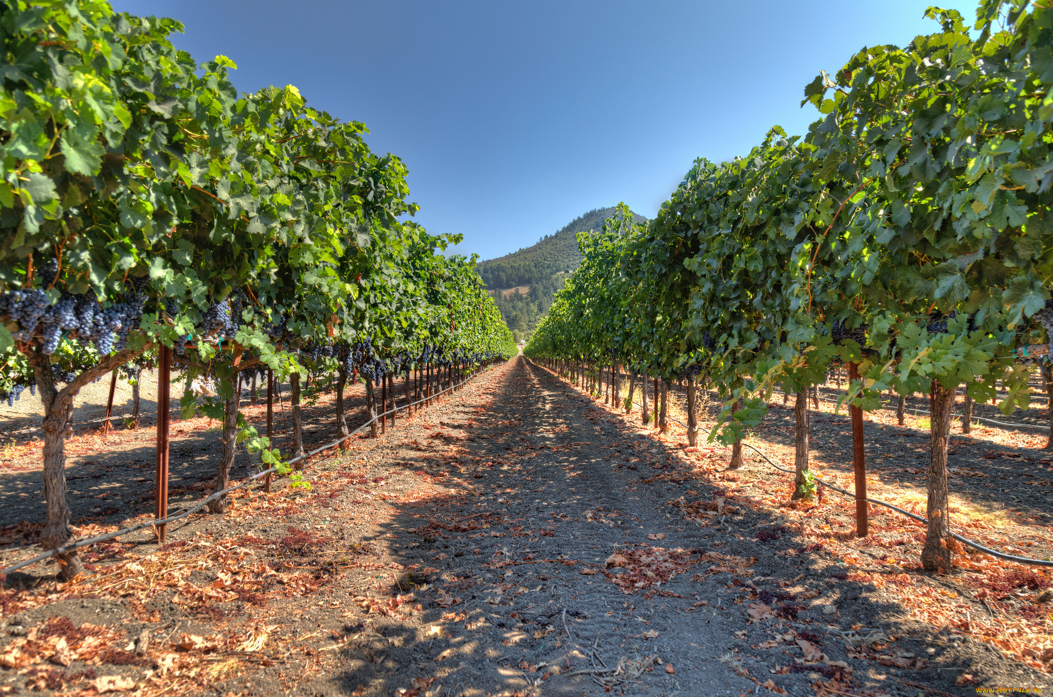 природа, дороги, тракт