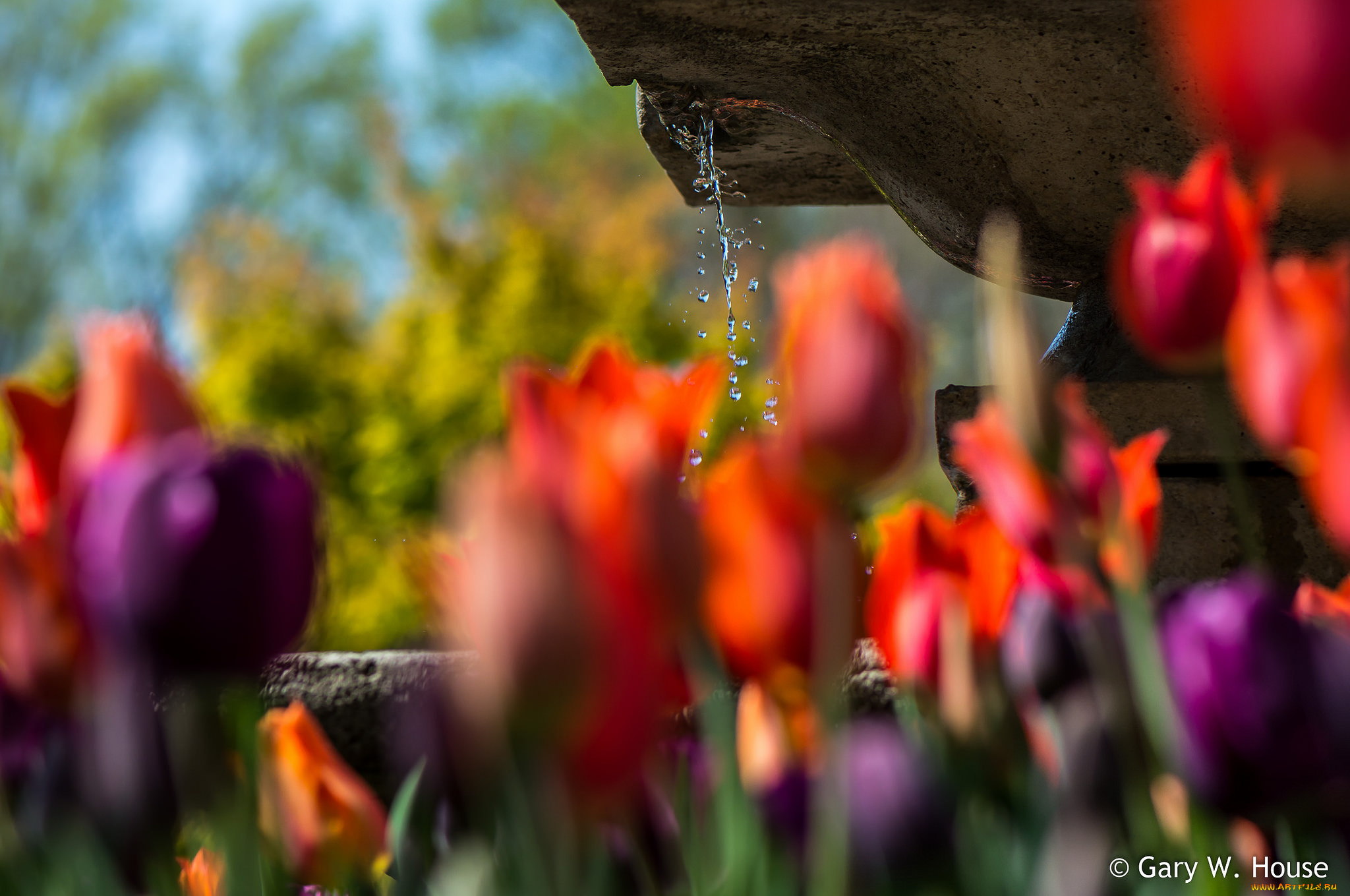 природа, макро, вода, капли