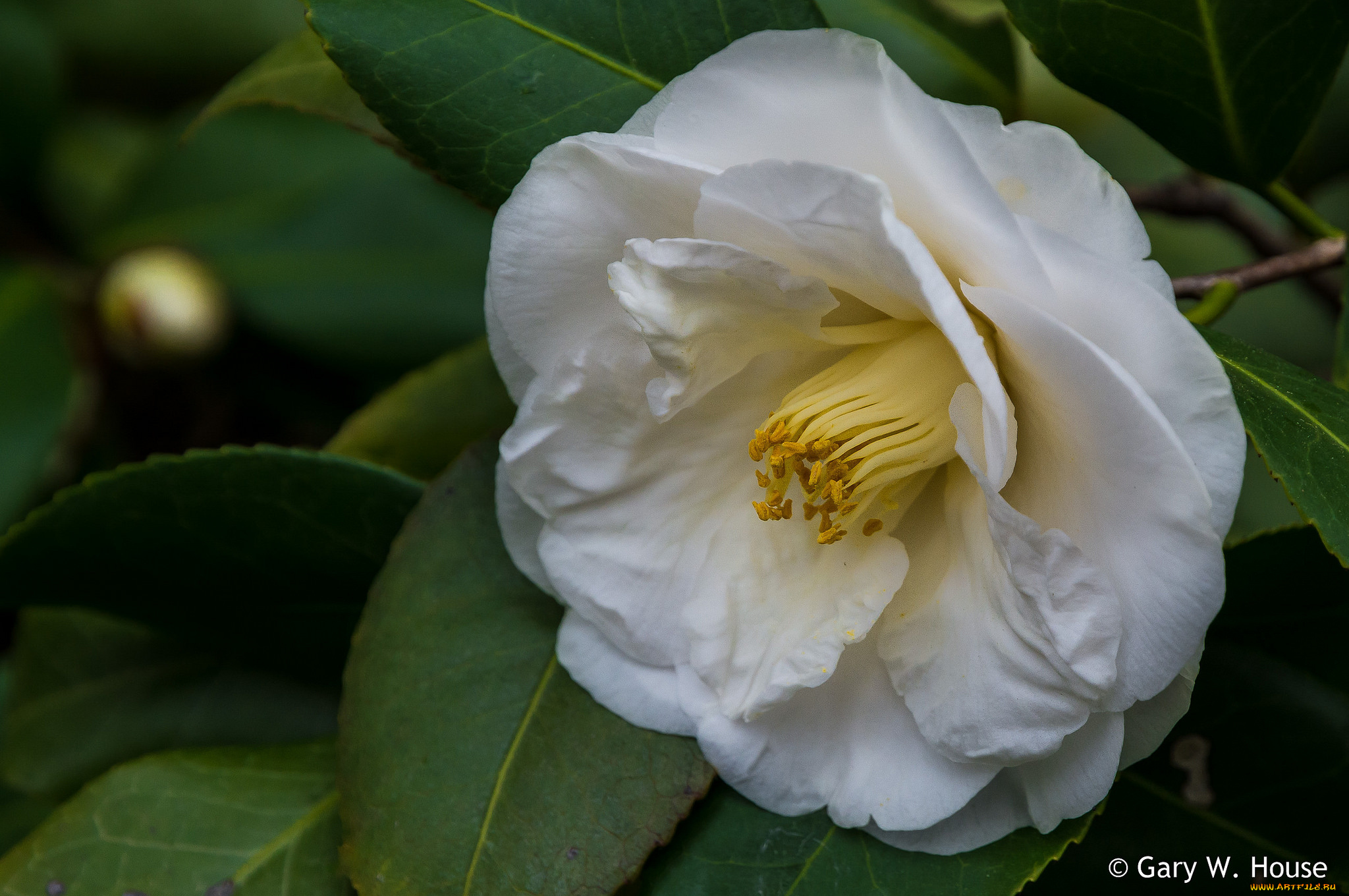 цветы, камелии, камелия