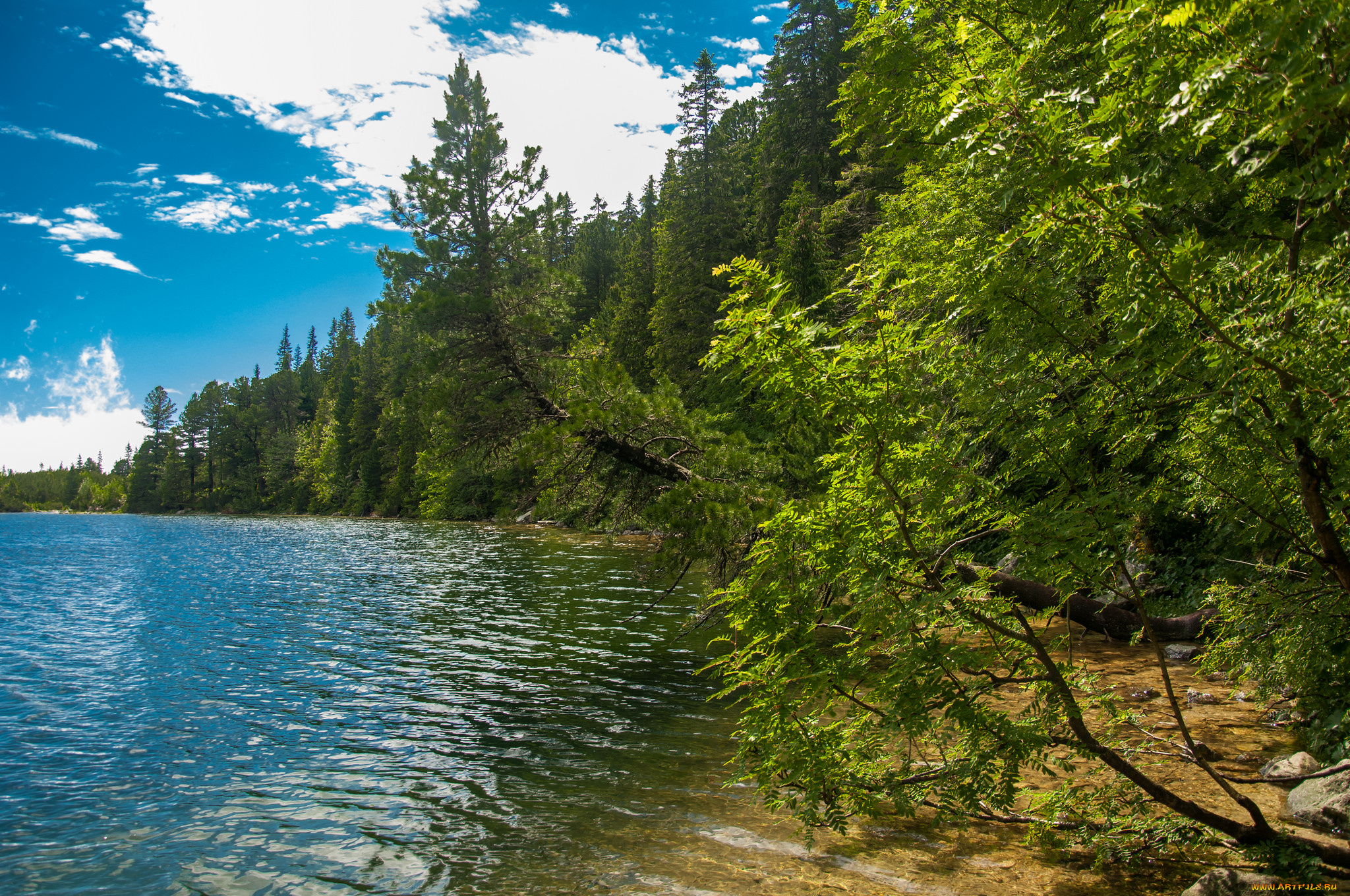 природа, реки, озера, лес, река