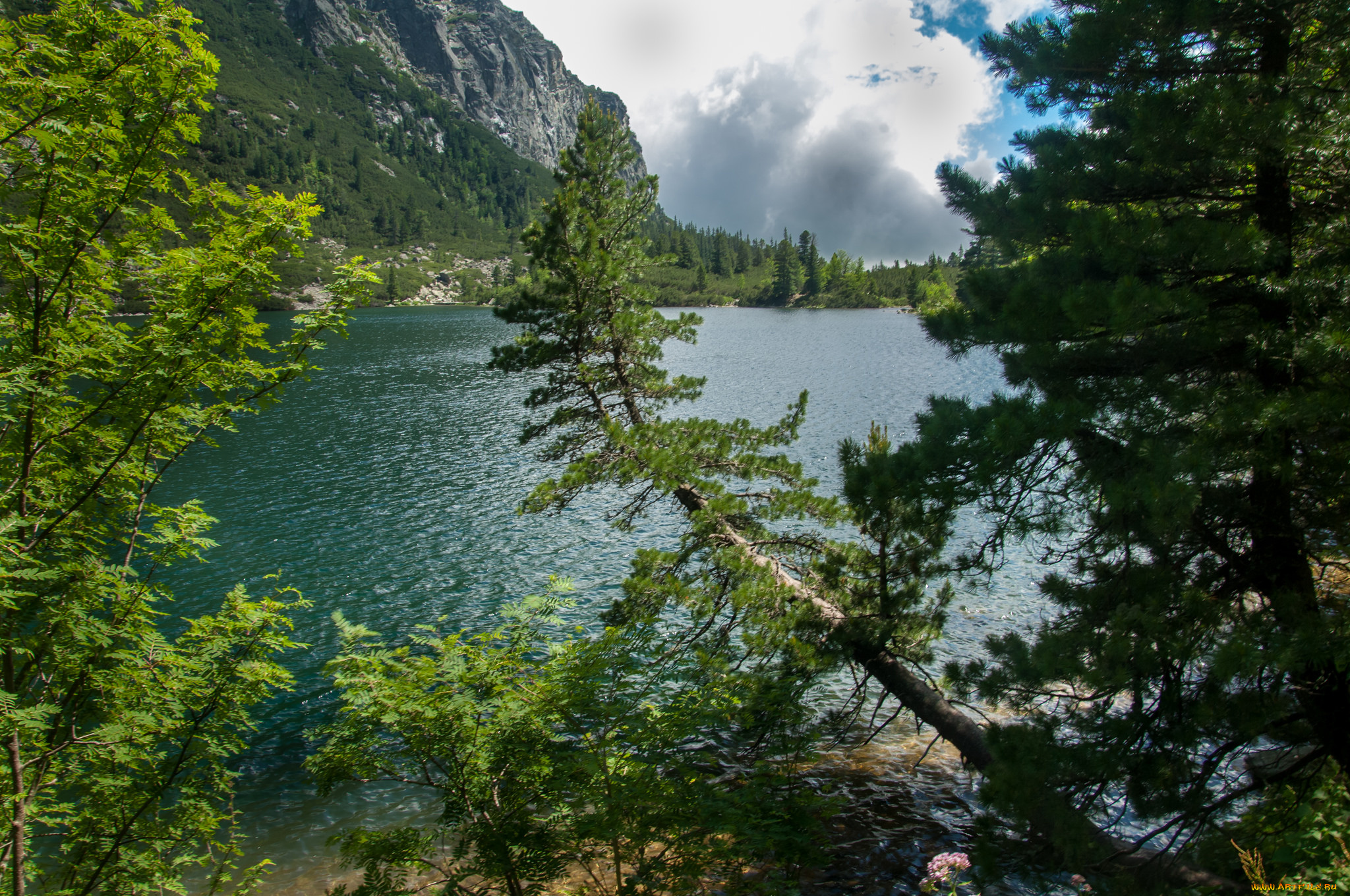 природа, реки, озера, лес, река