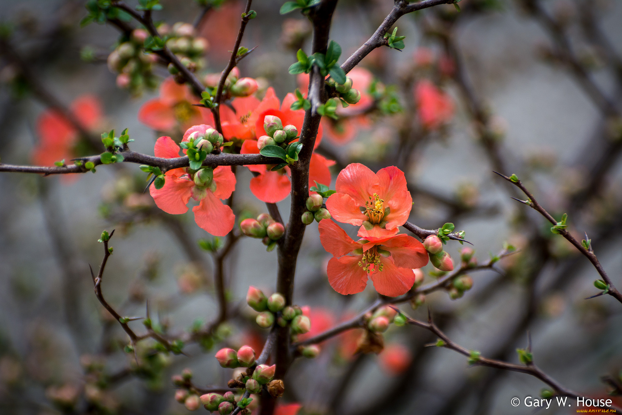 цветы, айва