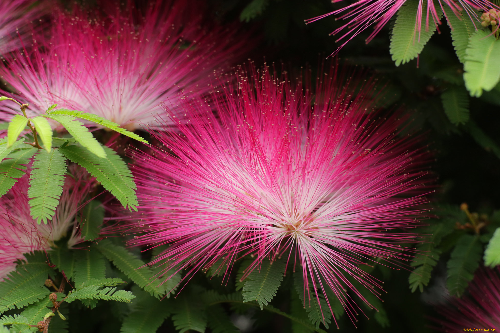 цветы, акация, листья, ветка, цветение