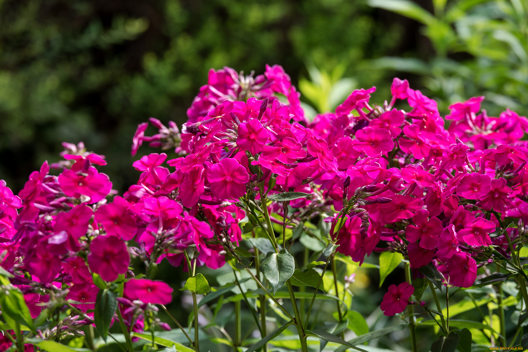 цветы, флоксы, кусты, розовый, лето, цветение