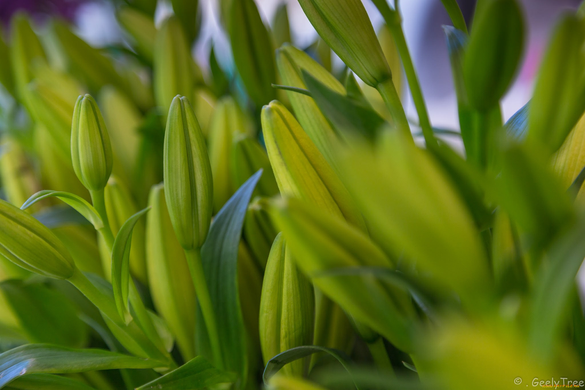 цветы, лилии, , лилейники, bloom, petals, лепестки, цветение, lily
