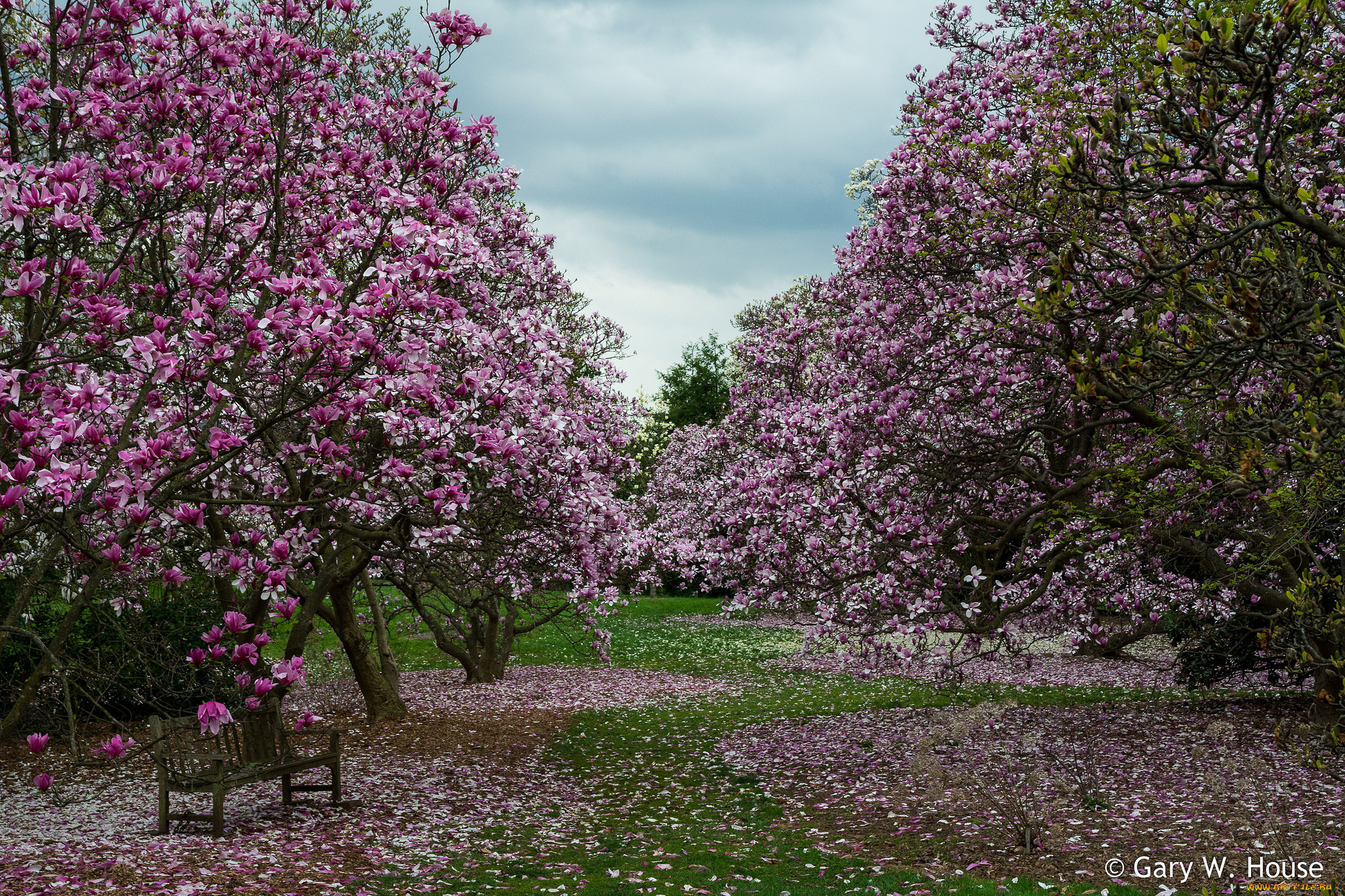 цветы, магнолии, деревья
