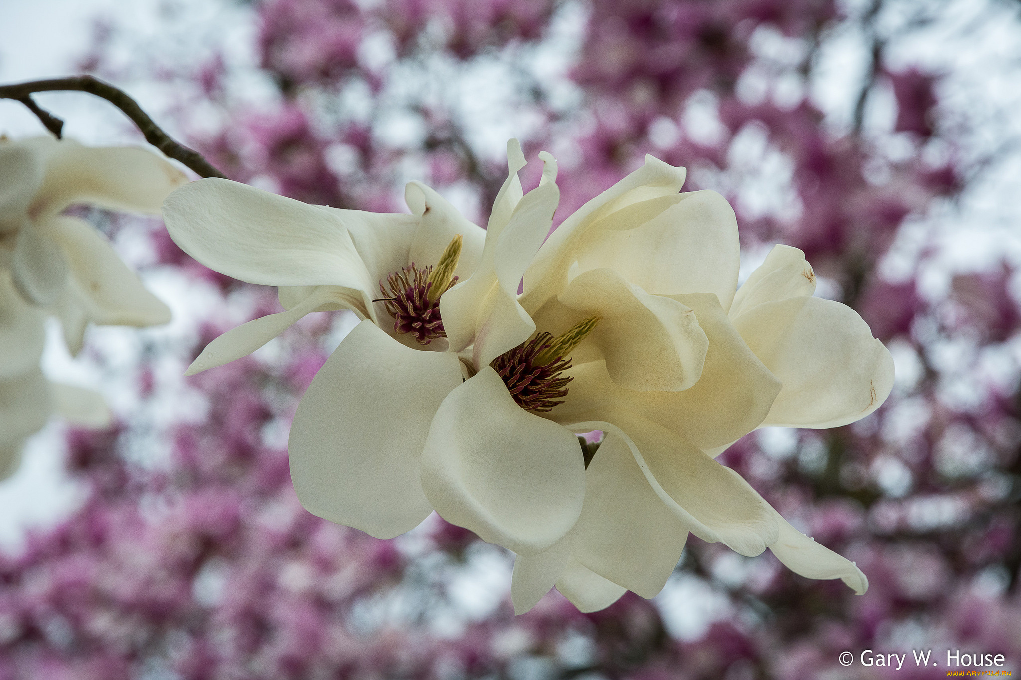 цветы, магнолии, магнолия