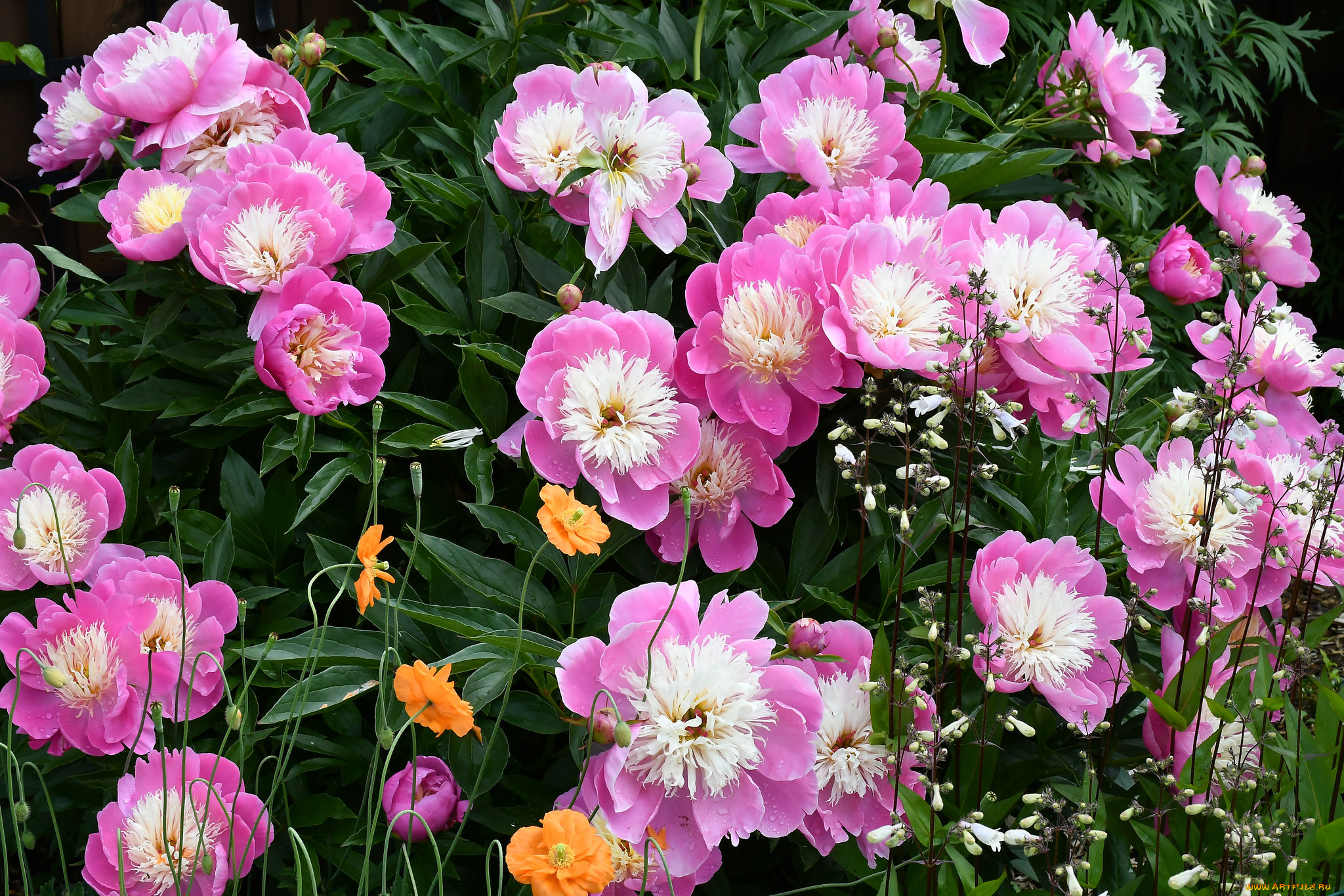 цветы, разные, вместе, лепестки, бутон, пион, цветение, листья