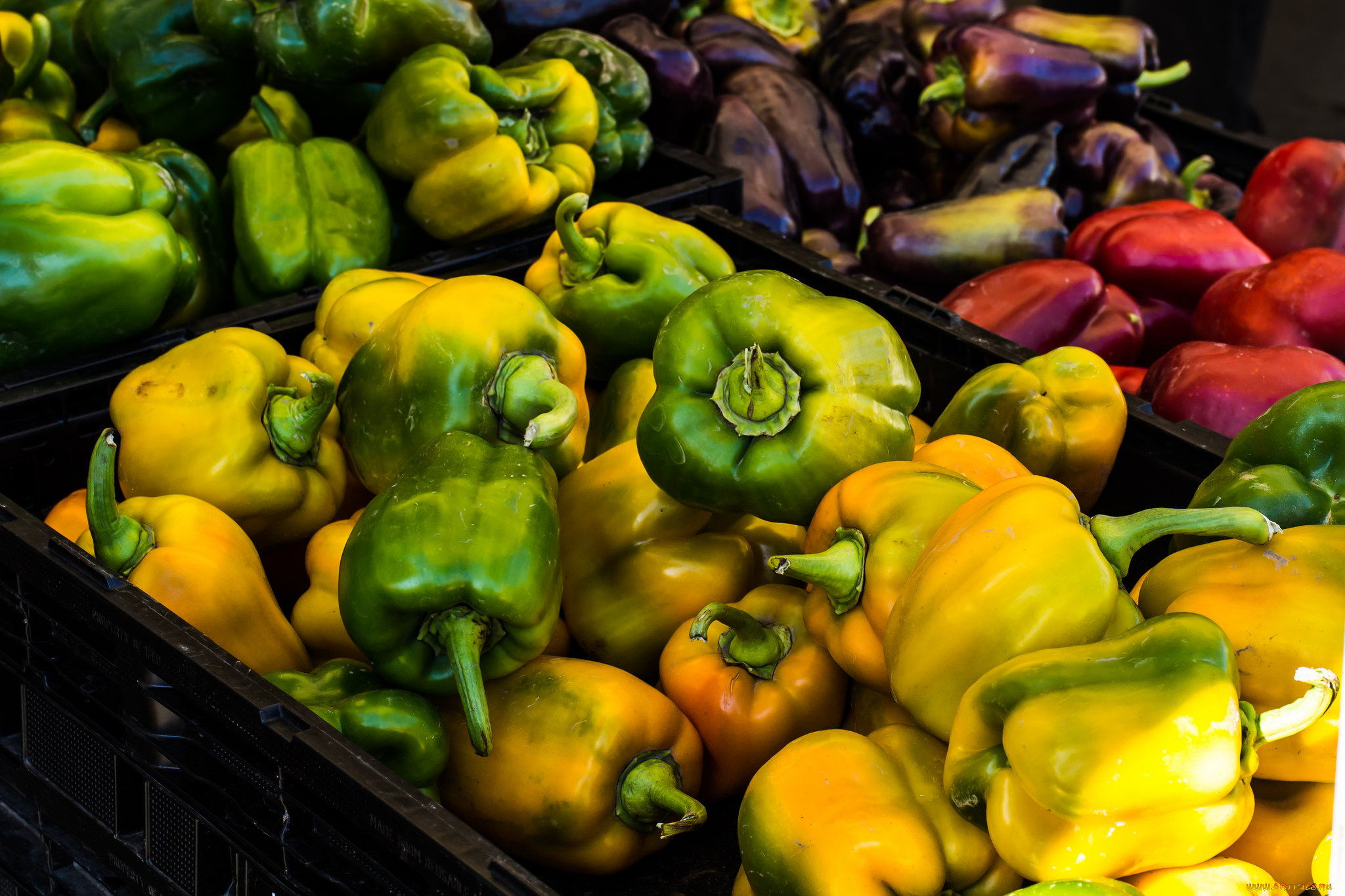 еда, перец, плоды