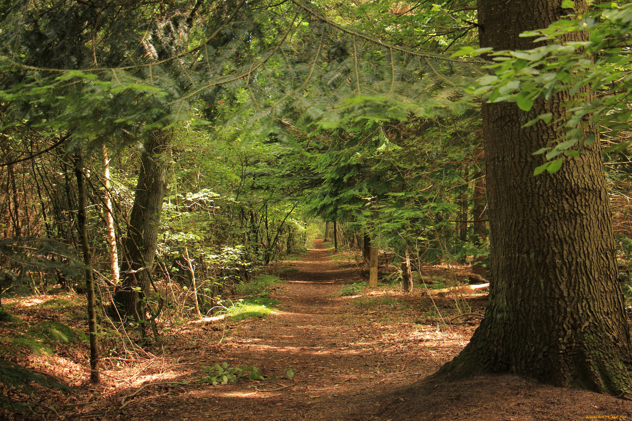 природа, дороги, тракт