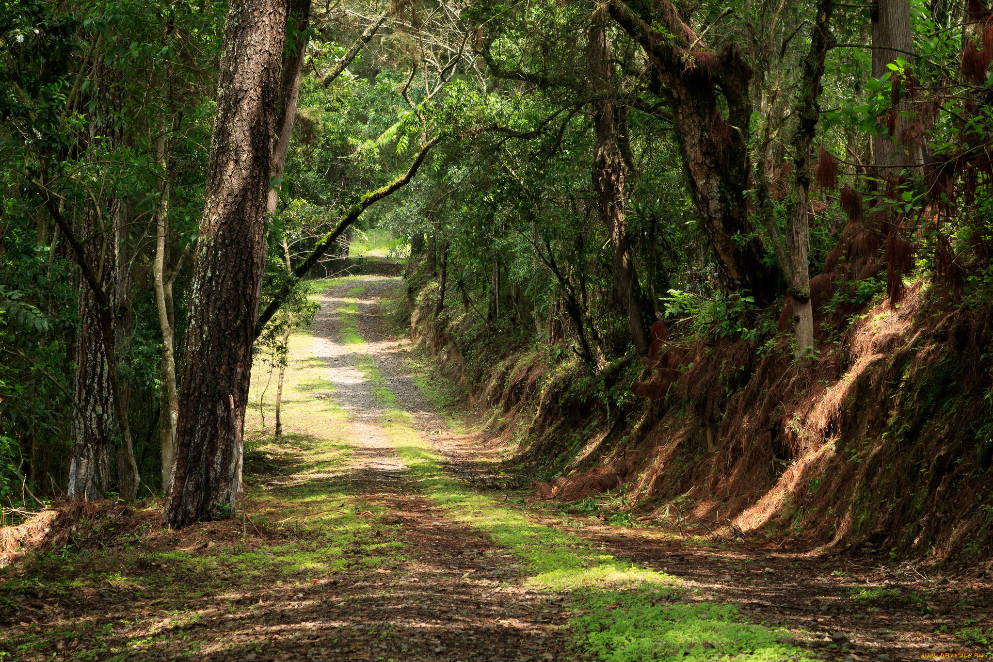 природа, дороги, тракт