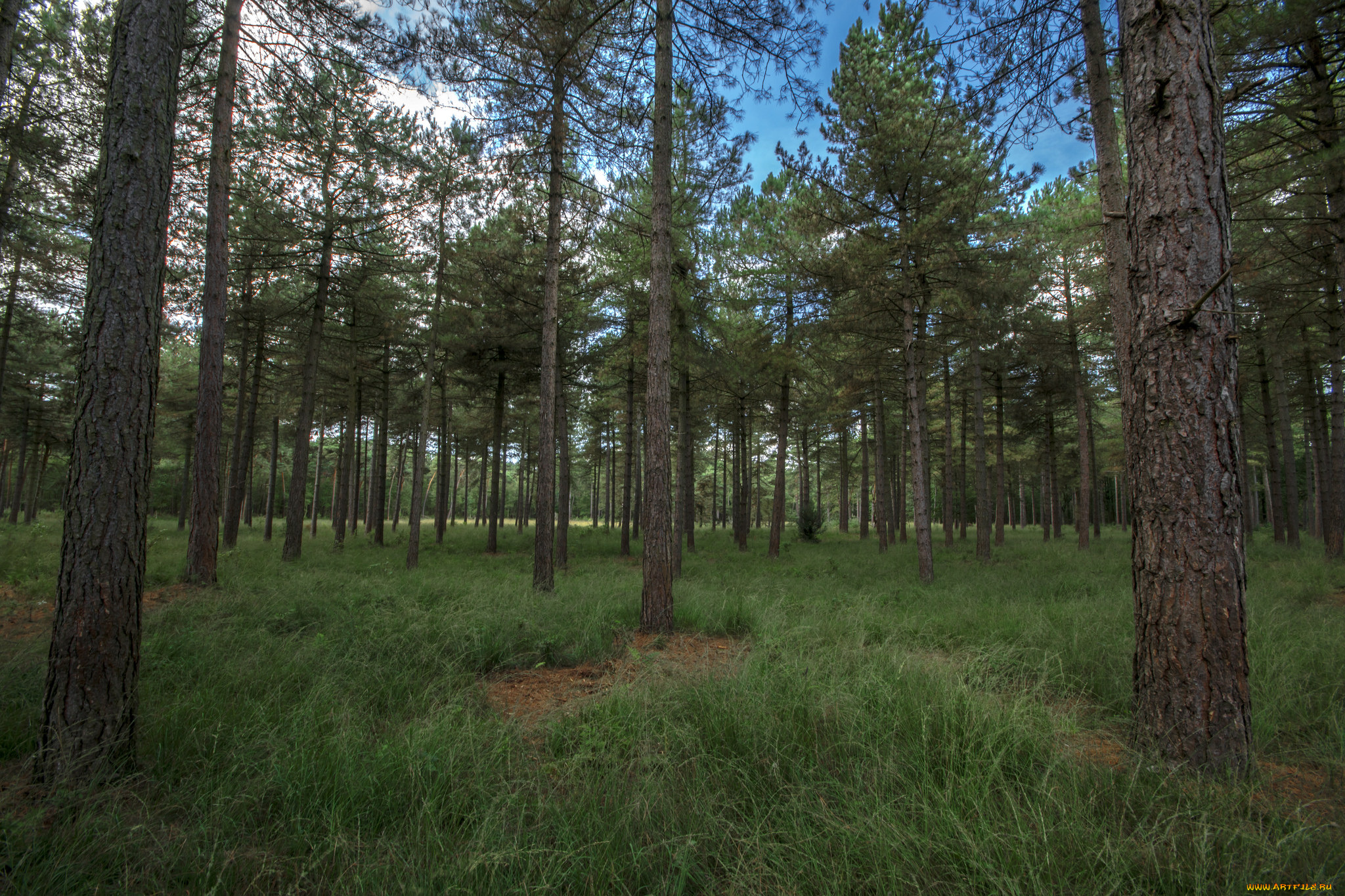 природа, лес, деревья