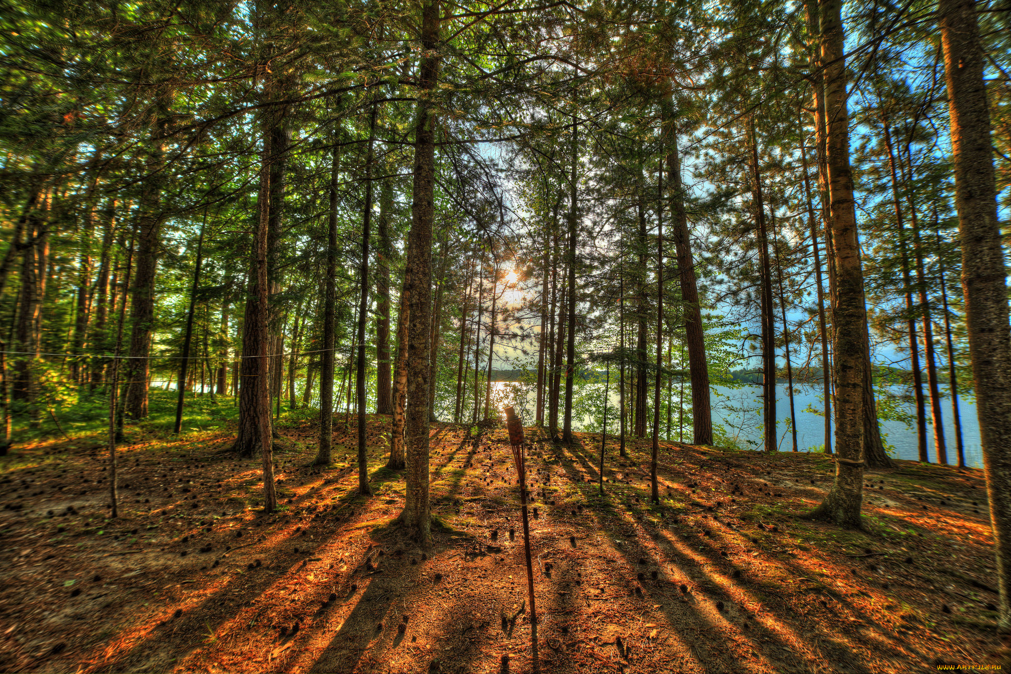 природа, лес, деревья