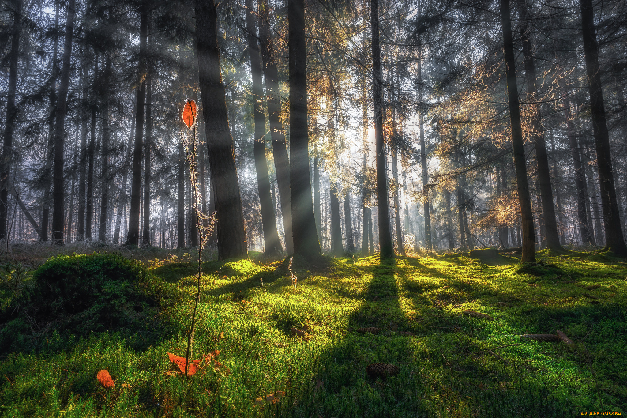 природа, лес, деревья