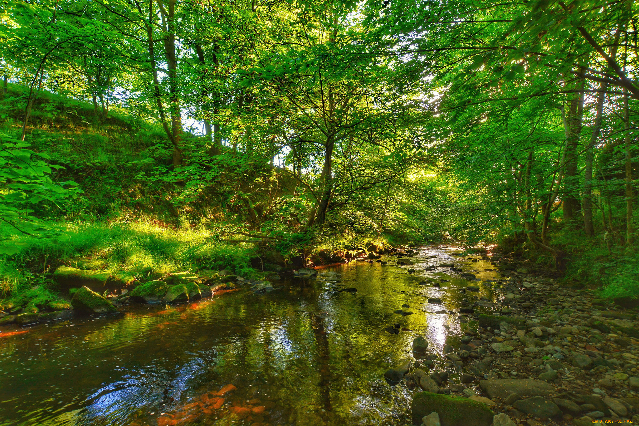 природа, реки, озера, река, лес