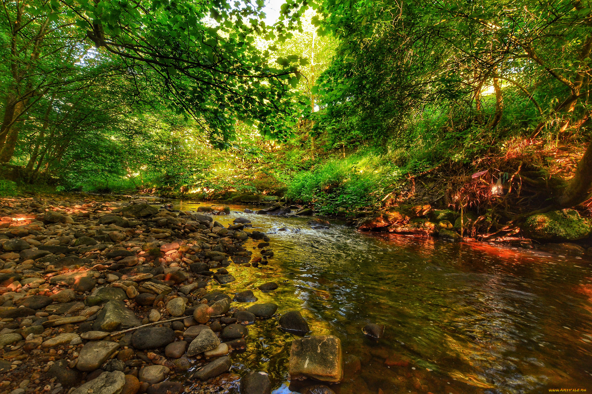 природа, реки, озера, река, лес