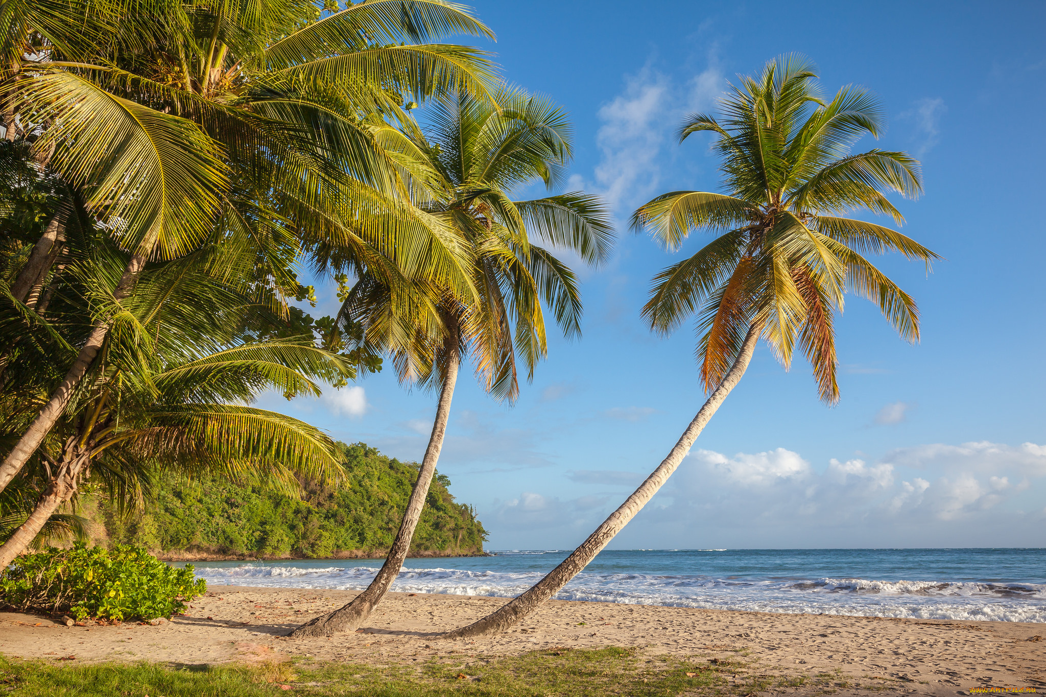 природа, тропики, курорт