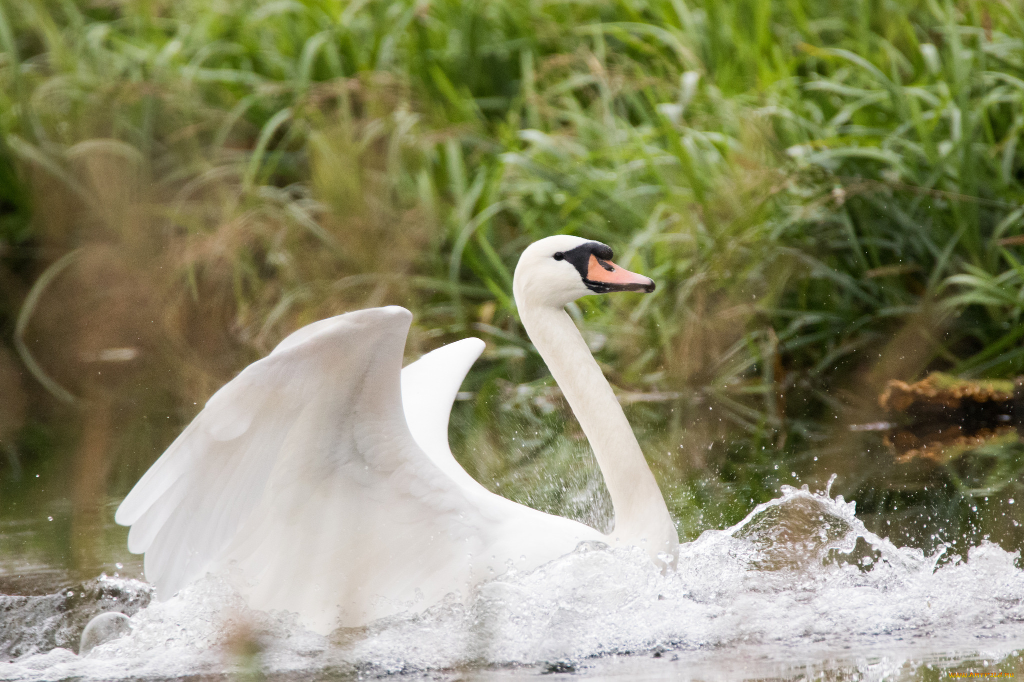 животные, лебеди, белый, крылья, красота, лебедь, вода