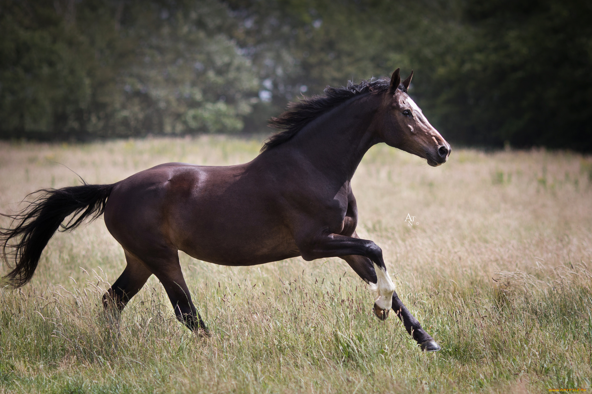 животные, лошади, поле, животное, трава, хвост, грива, лошадь