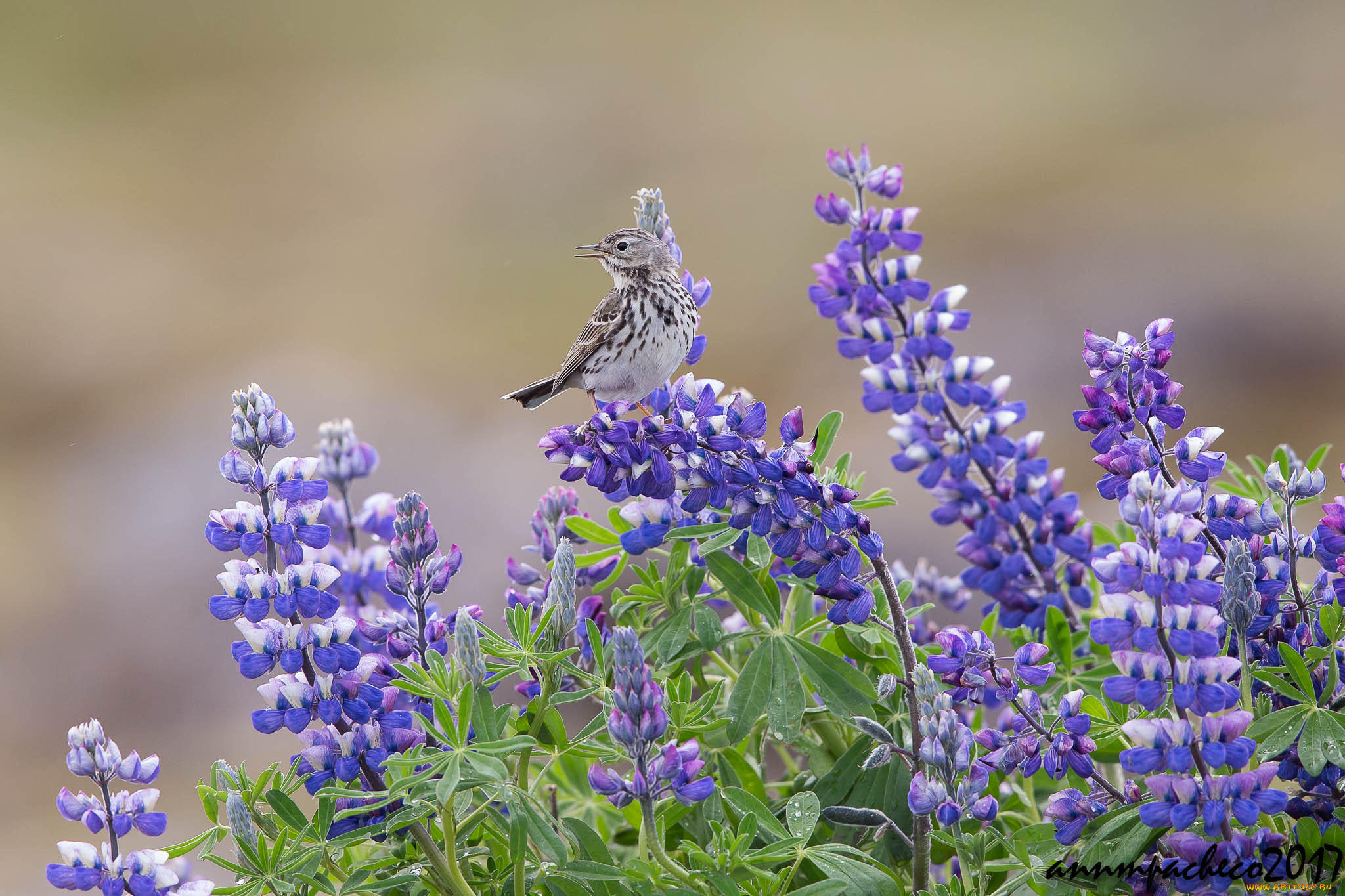 животные, птицы, лапки, клюв, окрас, перья, птица