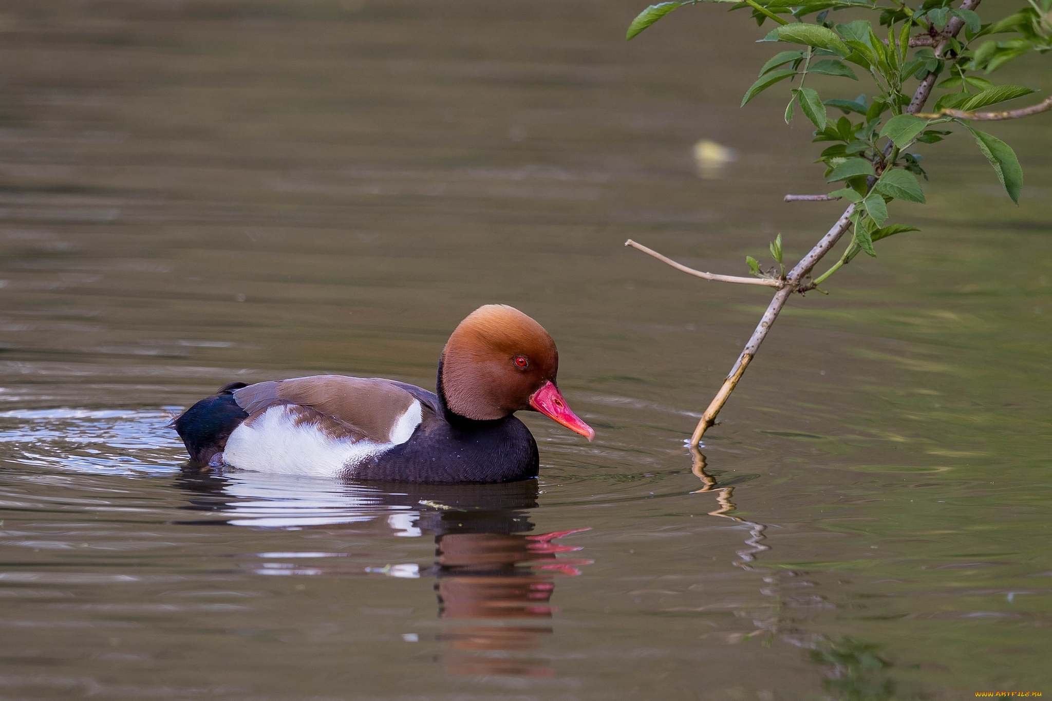 животные, птицы, перья, птица, вода, окрас