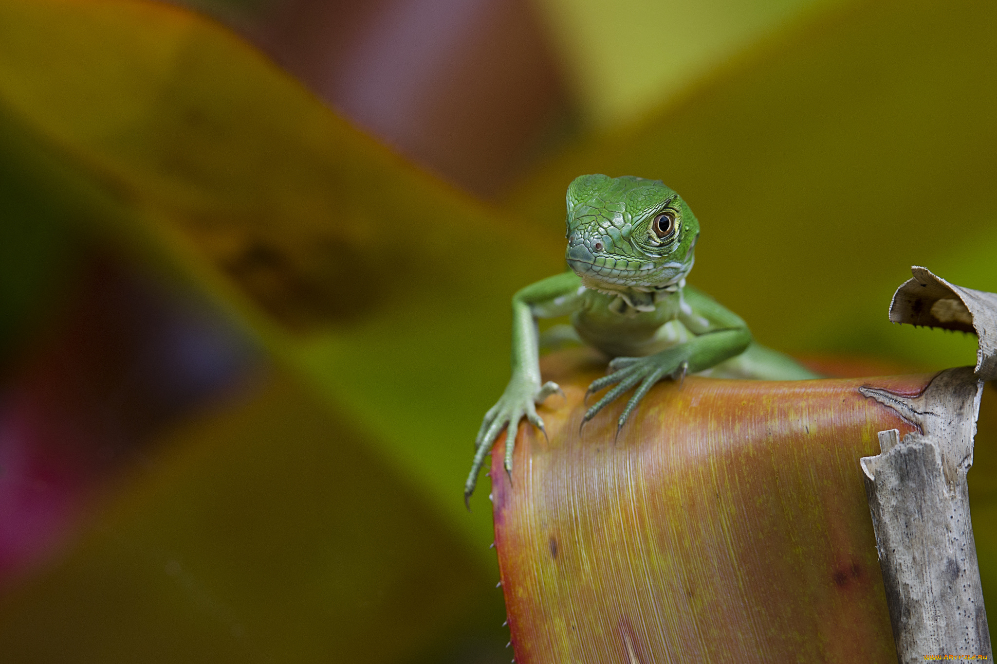 животные, Ящерицы, , игуаны, , вараны, фон, макро, ящерица, лист