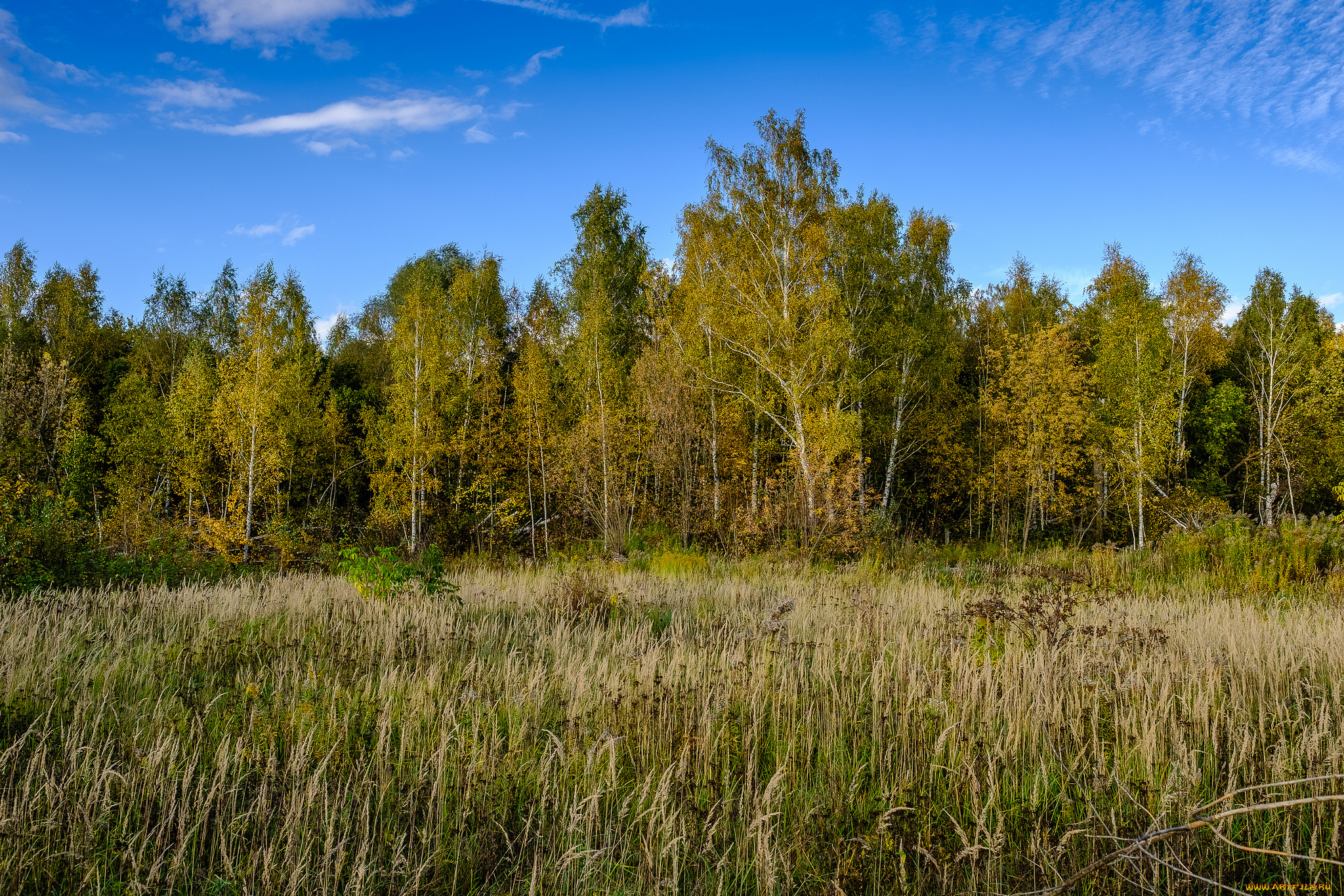 природа, лес, деревья