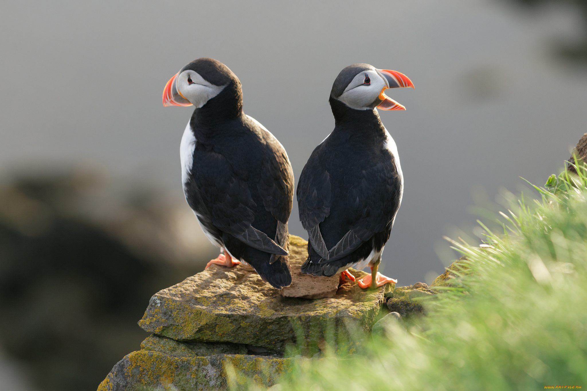 животные, тупики, птица, тупик, забавные, камень, пара