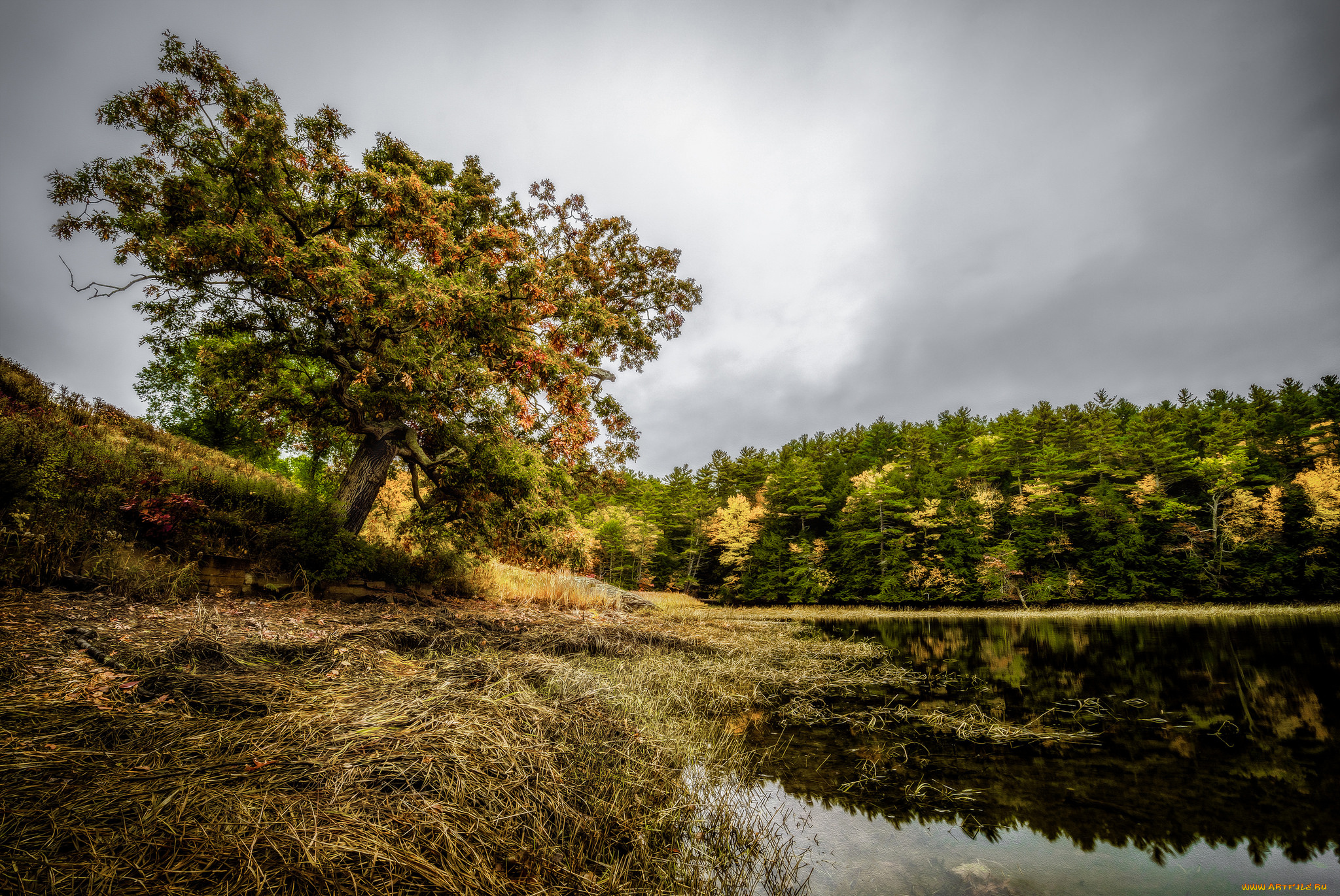 природа, реки, озера, лес, река