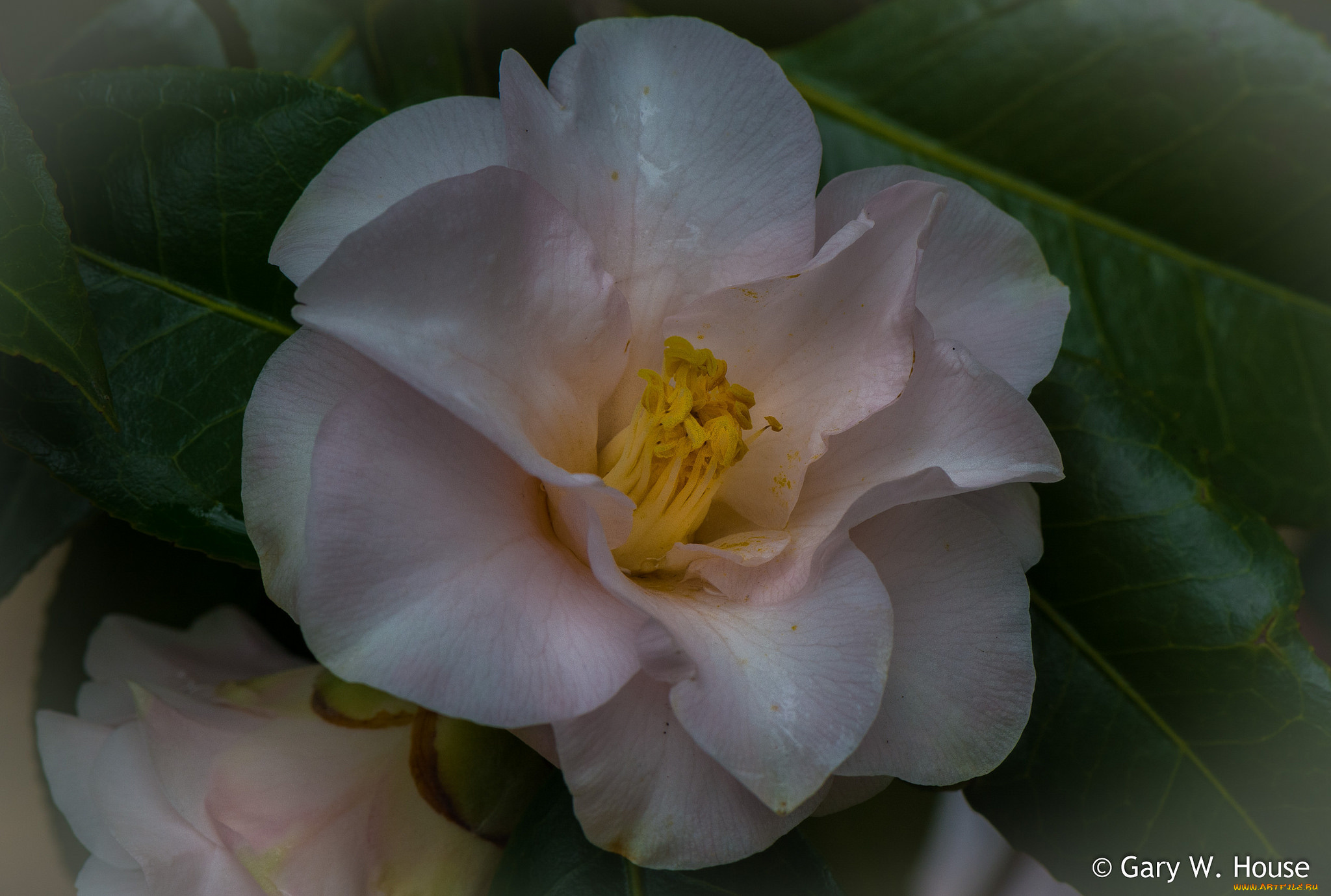 цветы, камелии, камелия