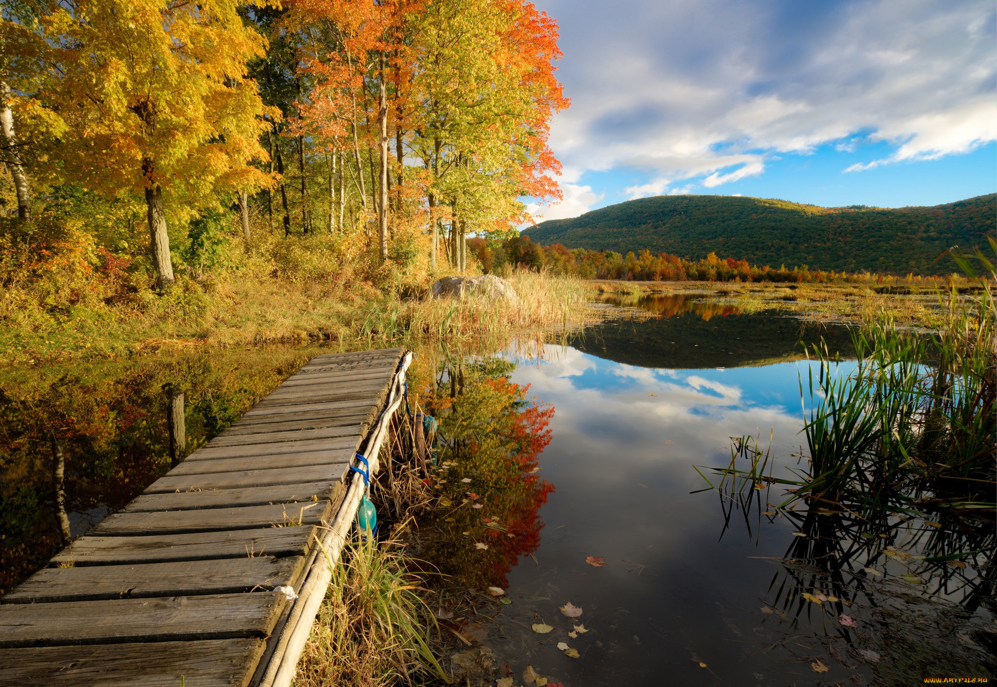 природа, реки, озера, река, лес