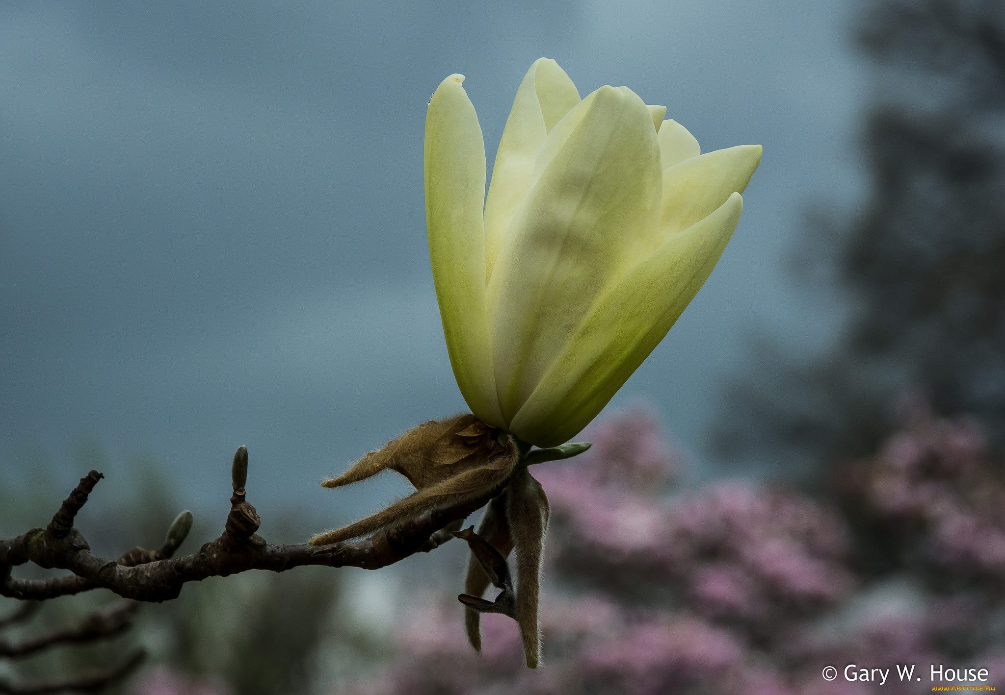 цветы, магнолии, магнолия